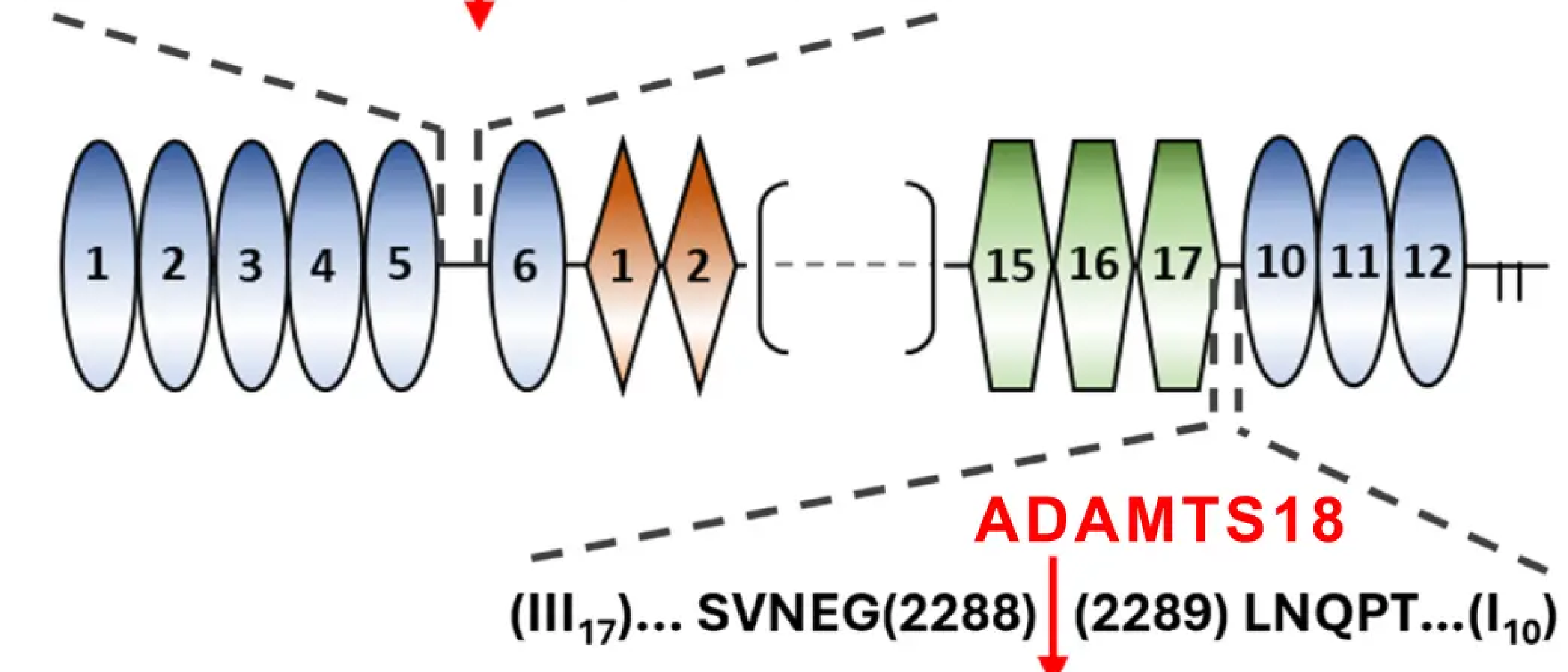ADAMTS18 regulates ECM turnover via fibronectin cleavage