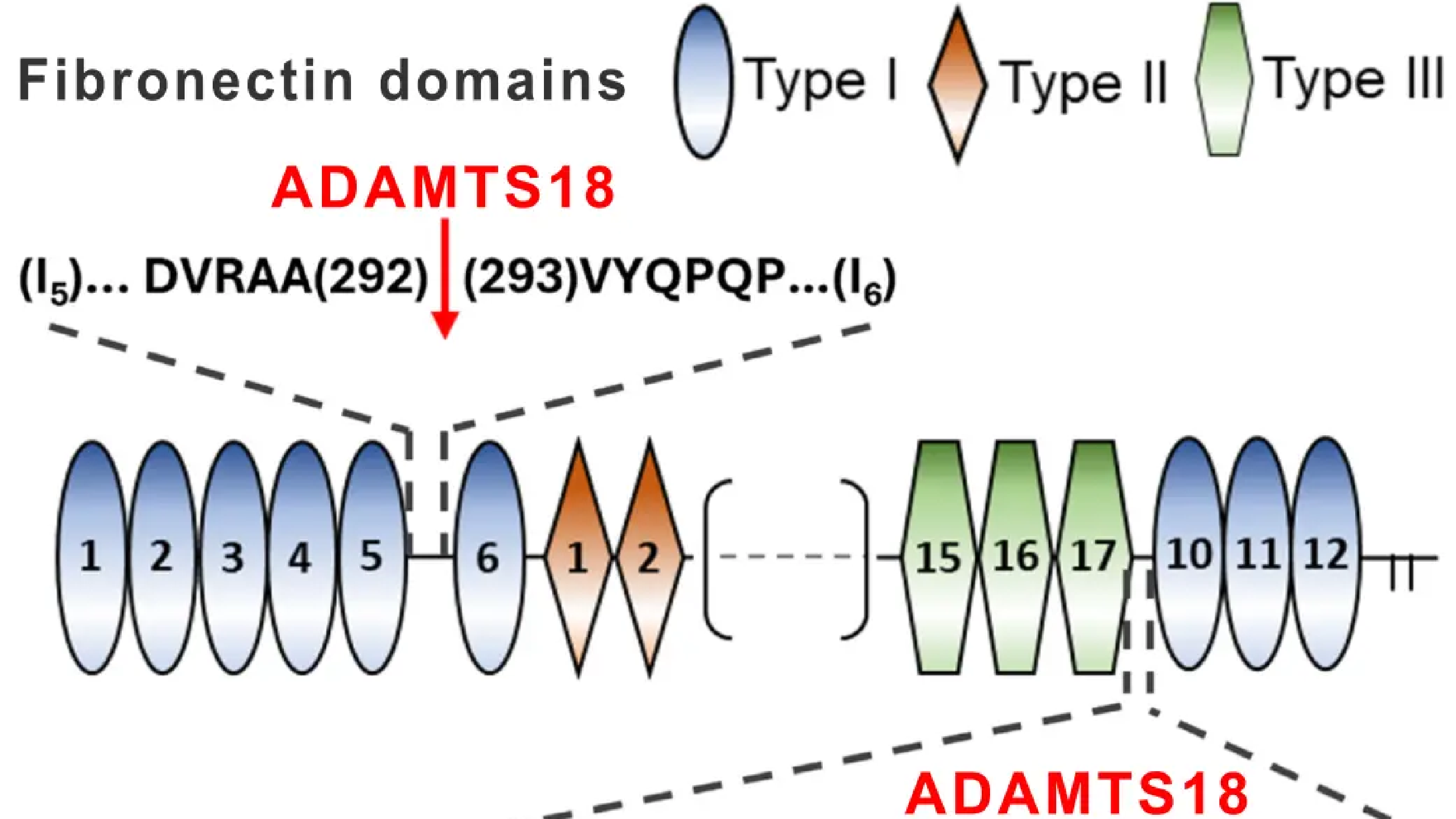 ADAMTS18 regulates ECM turnover via fibronectin cleavage