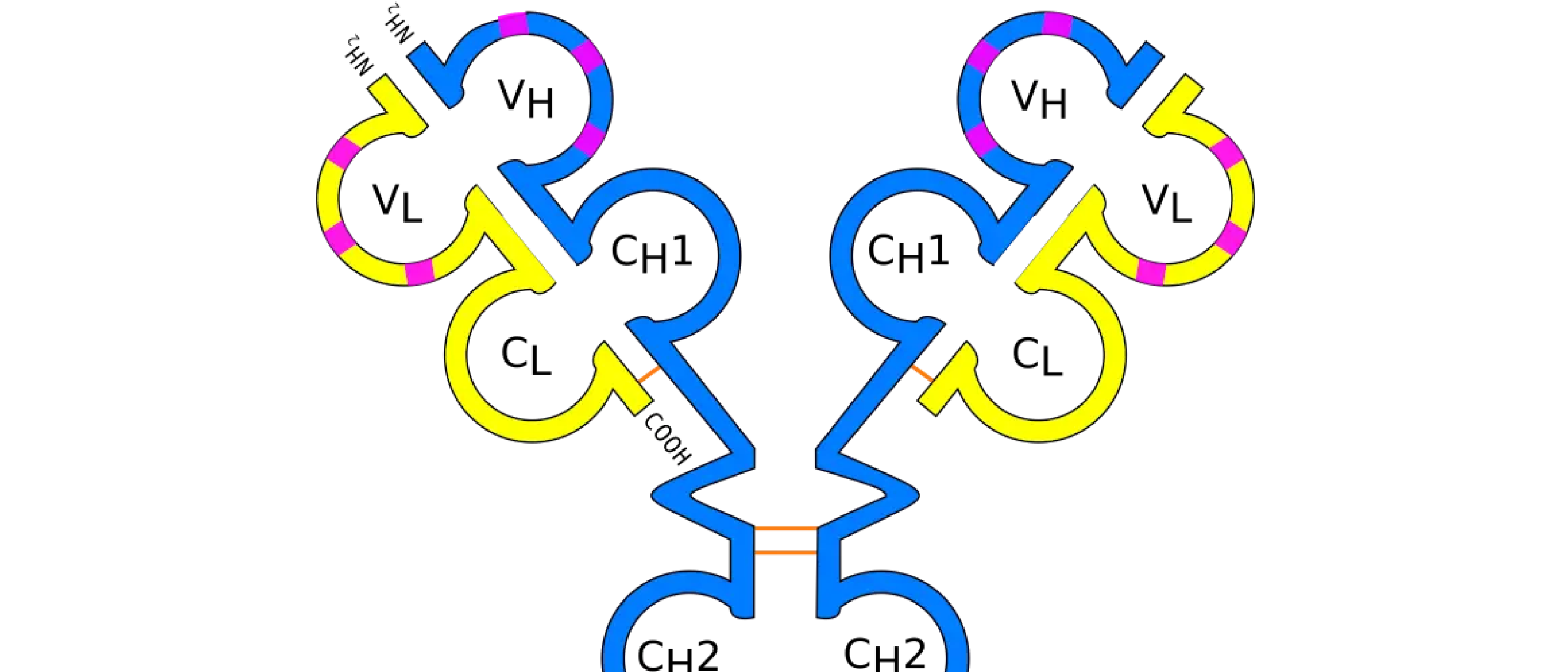 Protein Drug Discovery & Development