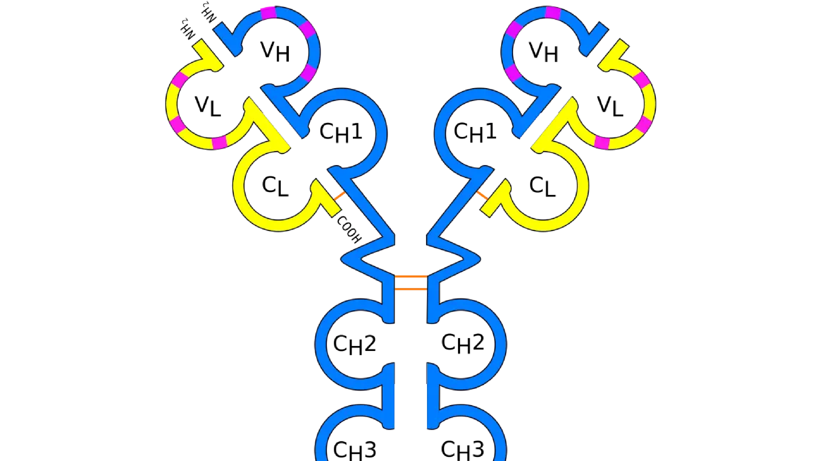 Protein Drug Discovery & Development