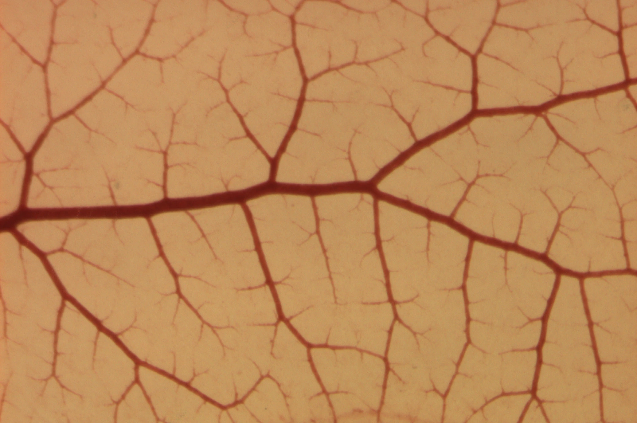 Vascular Biology: CAM blood vessels