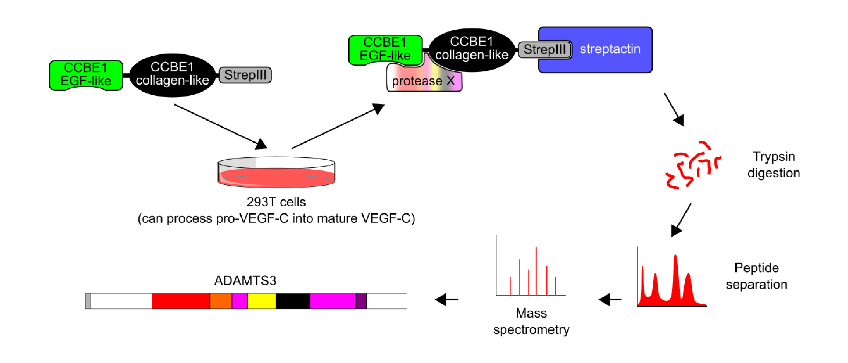 The molecular basis of Hennekam syndrome