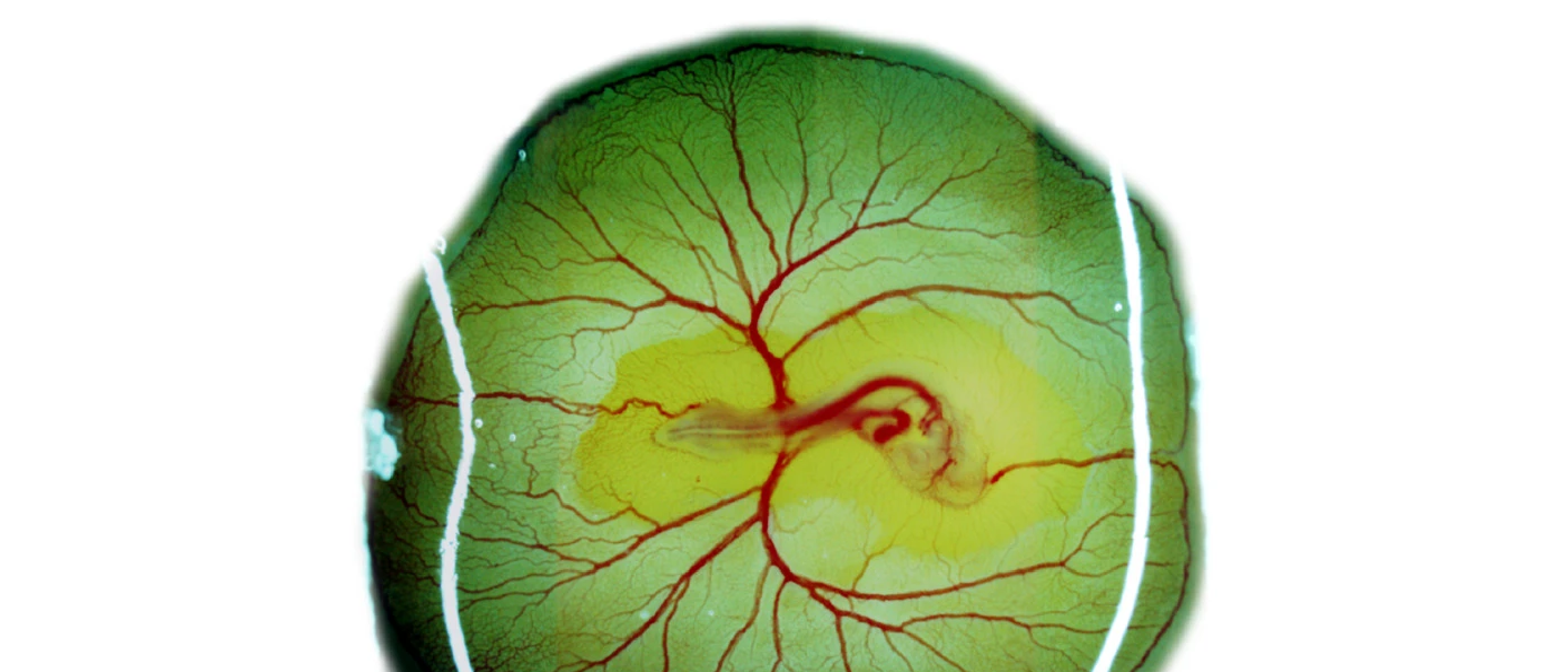Chicken embryo