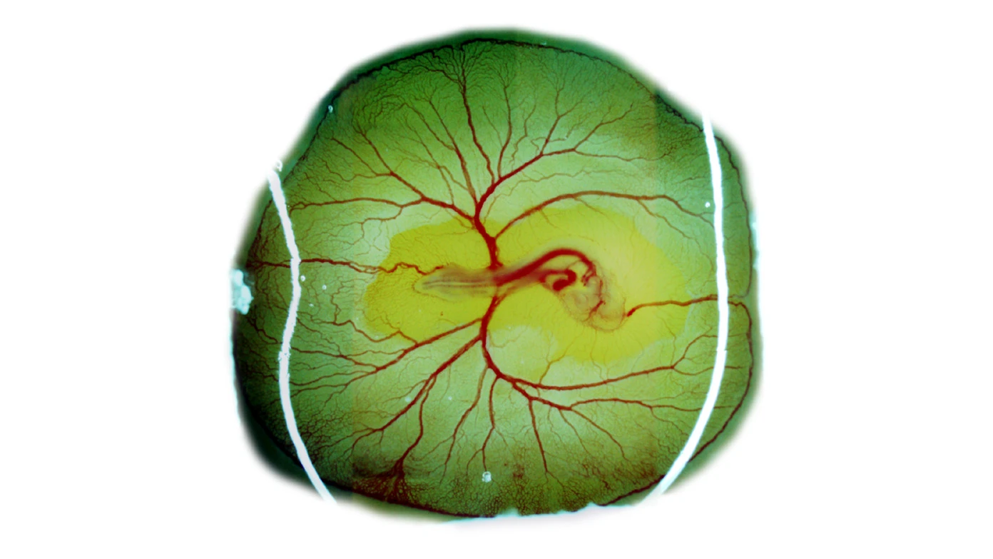 Cardiovascular system of a chicken embryo