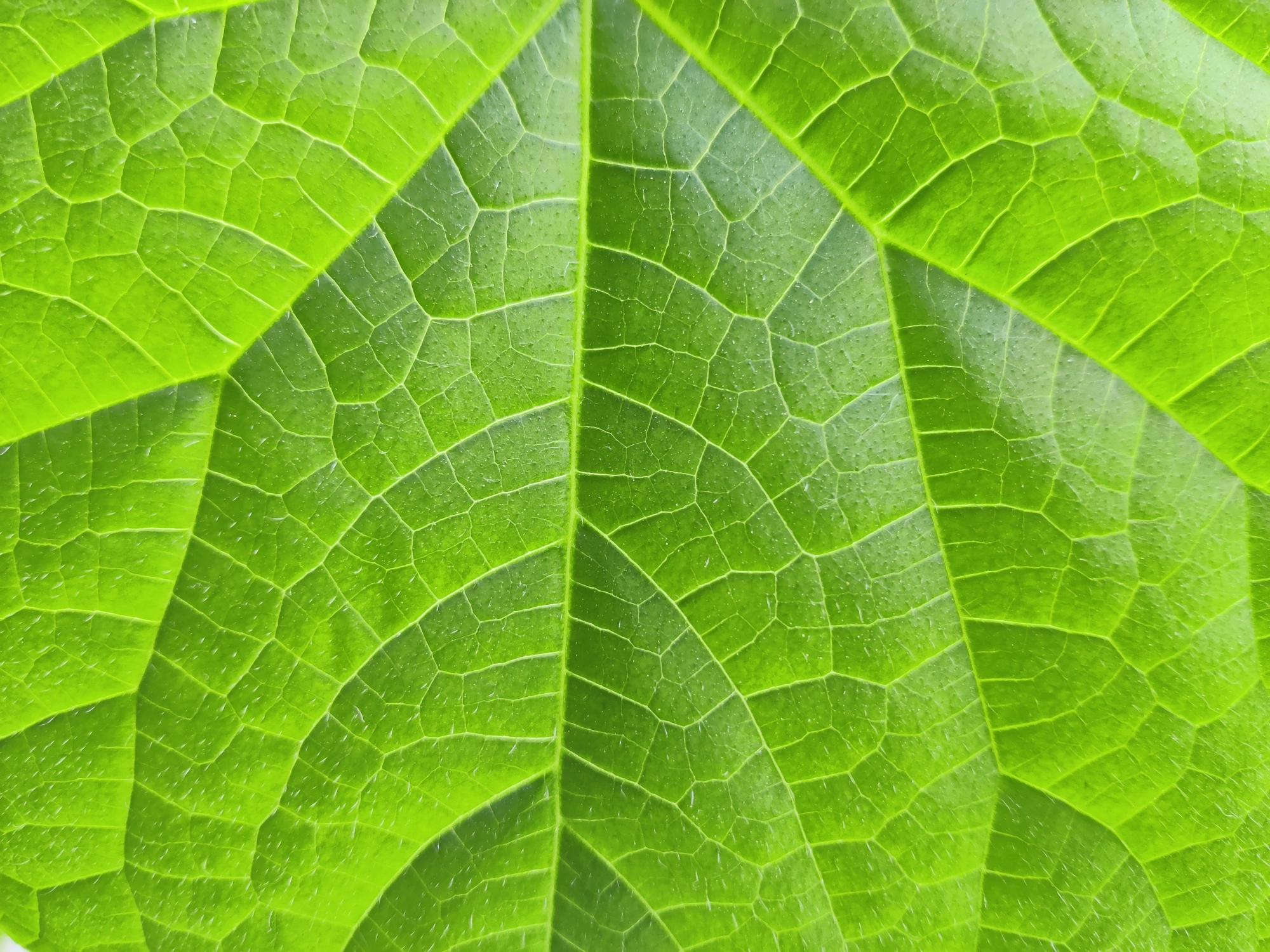 Vascular Biology: Cucumber leave