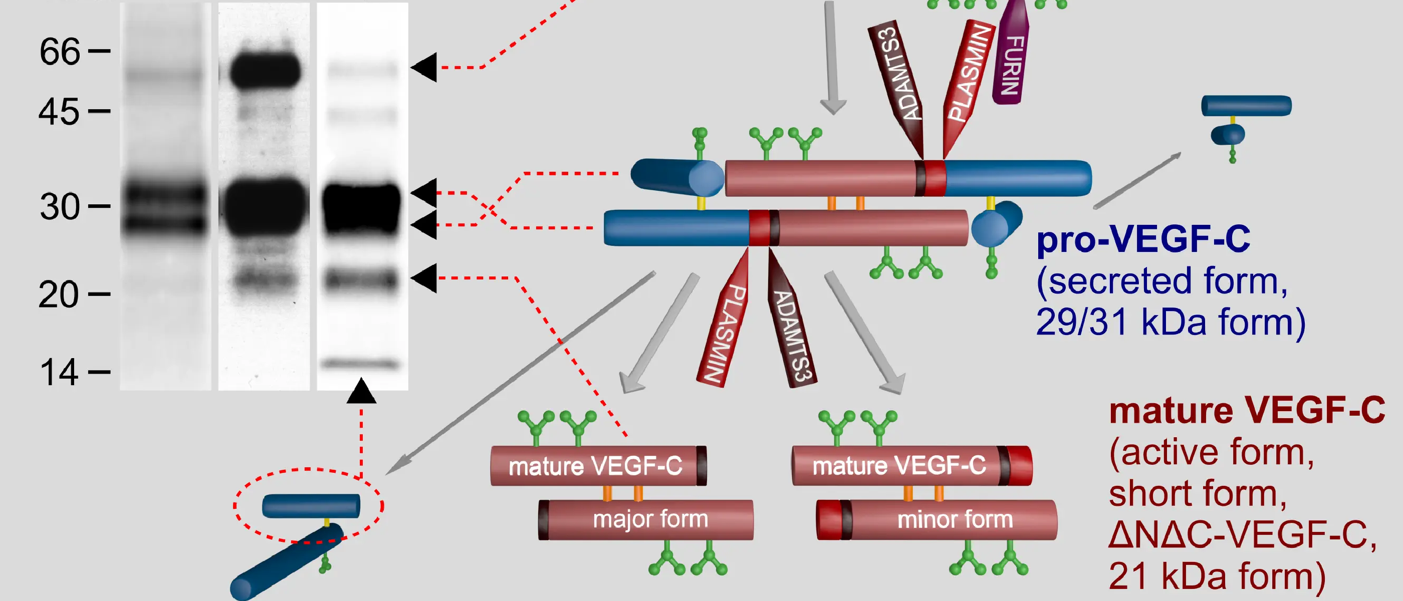 VEGF-C Re­view in Fron­ti­ers in Bioen­gin­eer­ing and Bi­o­tech­no­logy