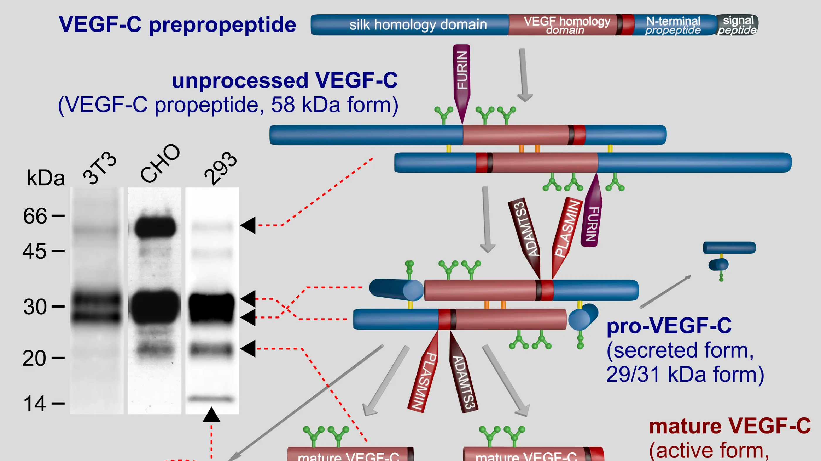 VEGF-C Re­view in Fron­ti­ers in Bioen­gin­eer­ing and Bi­o­tech­no­logy