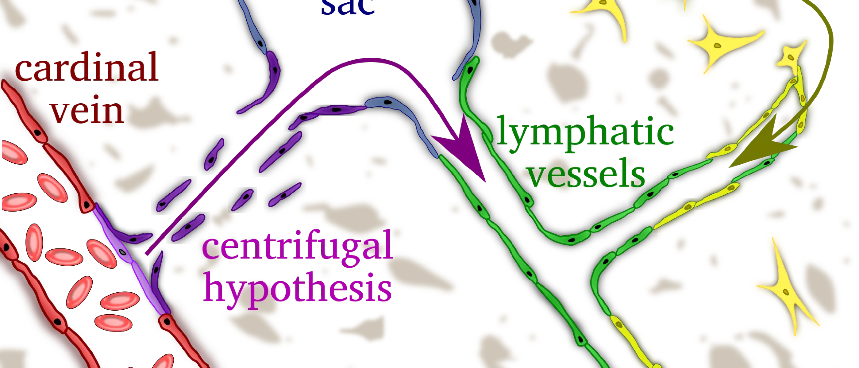Centrifugal and centripetal embryonic lymphatic development