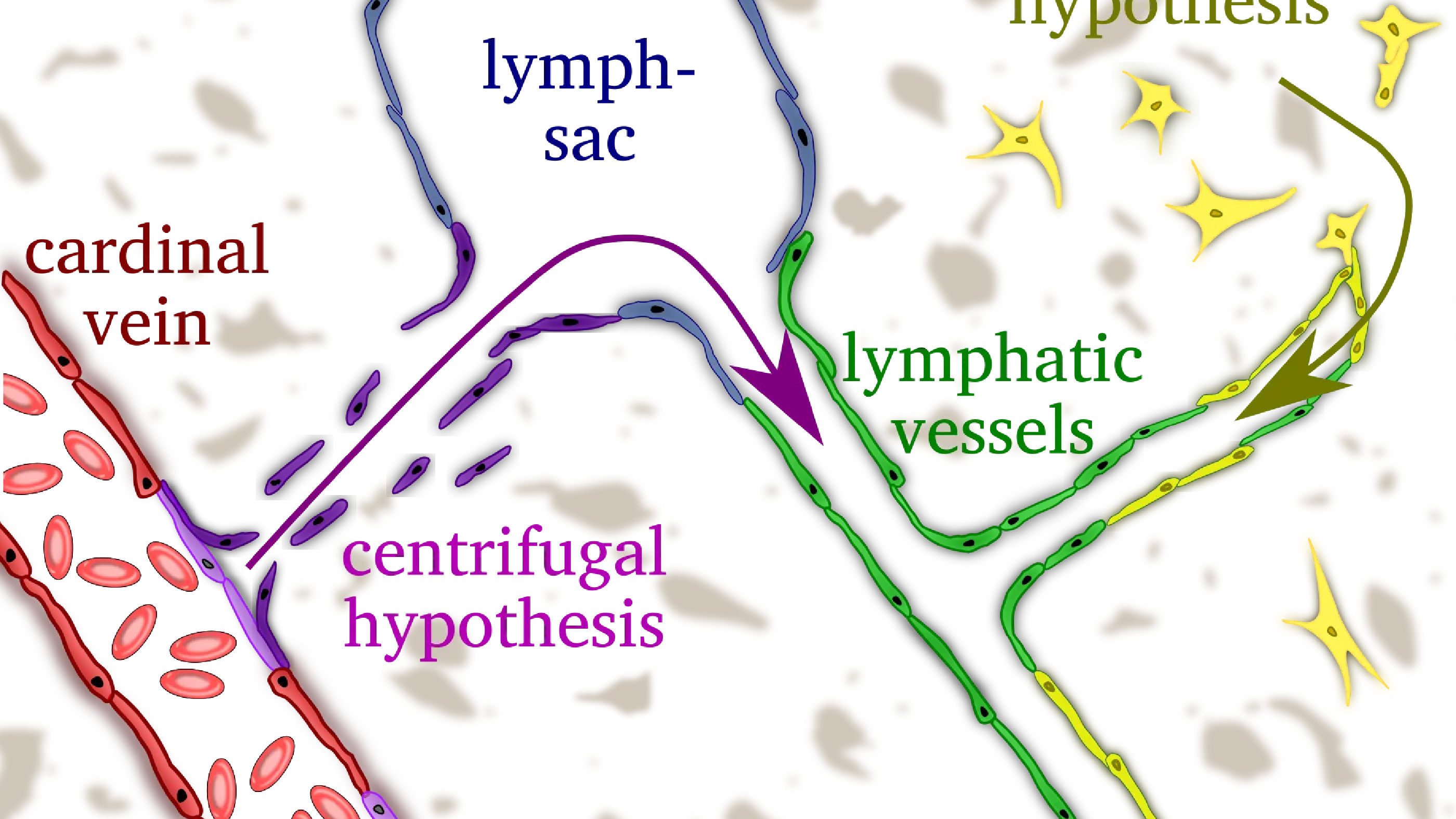 Centrifugal and centripetal embryonic lymphatic development