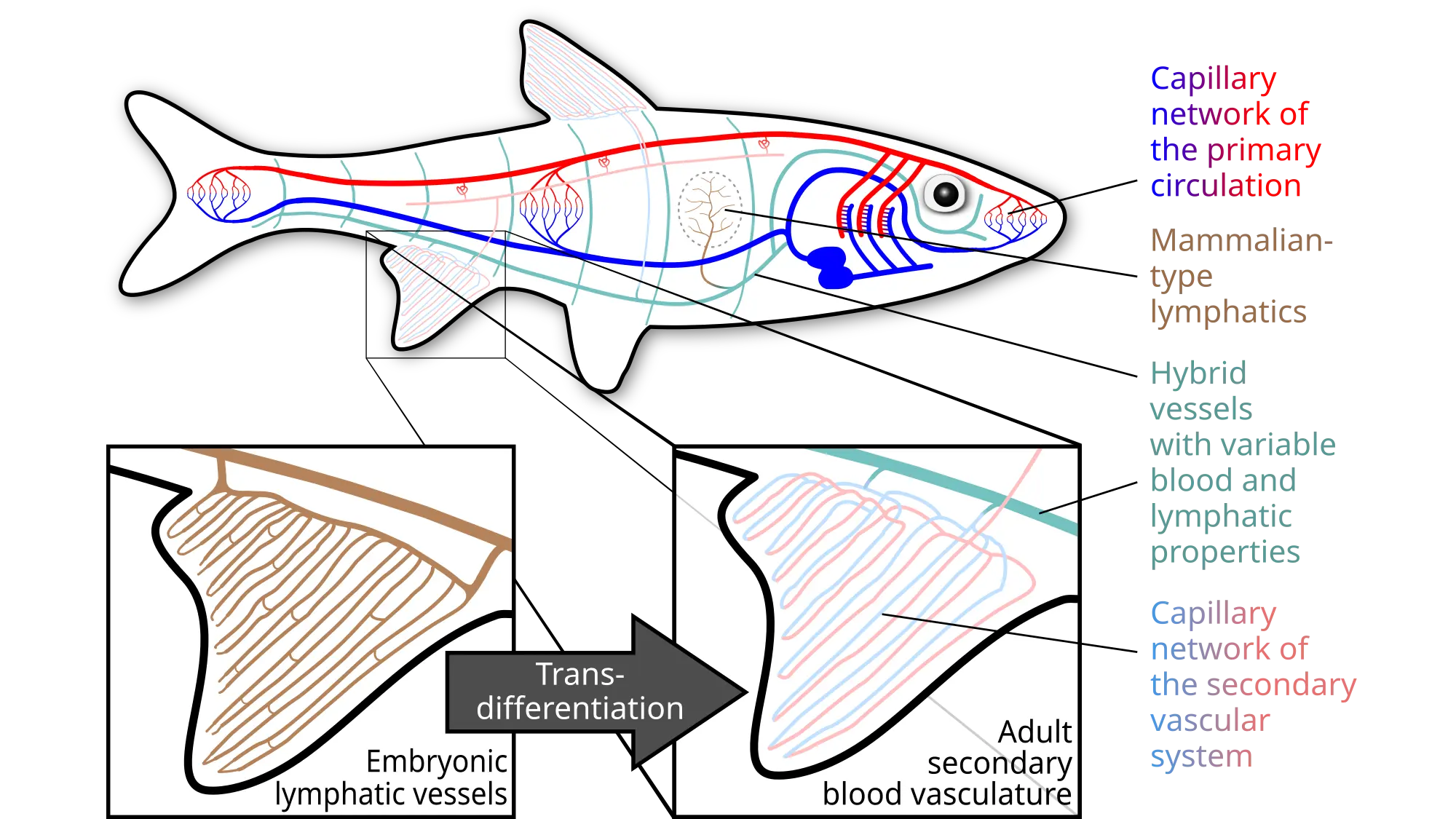 Fish have lymphatic, blood, and hybrid vessels