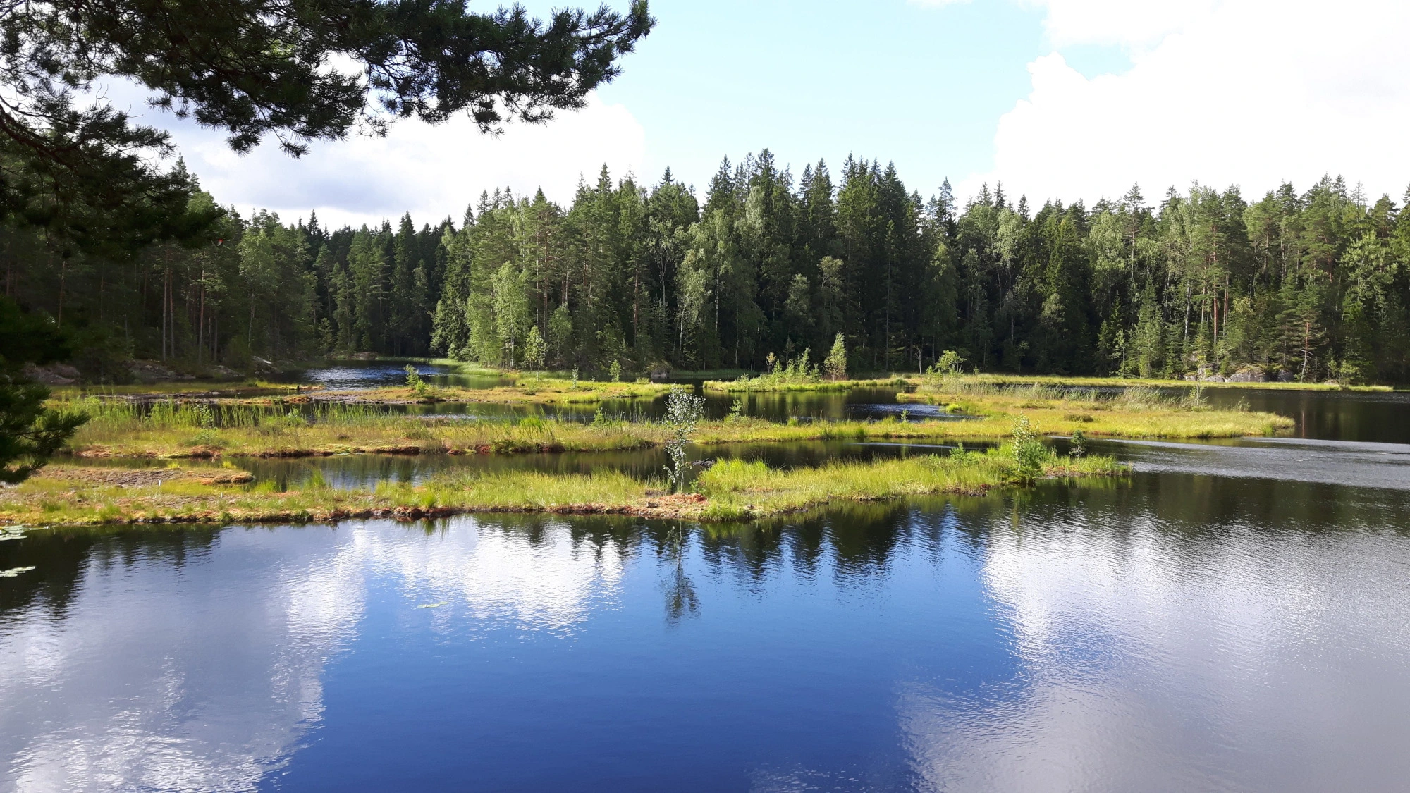 Finland: Floating turf islands (Nuuksio National Park)
