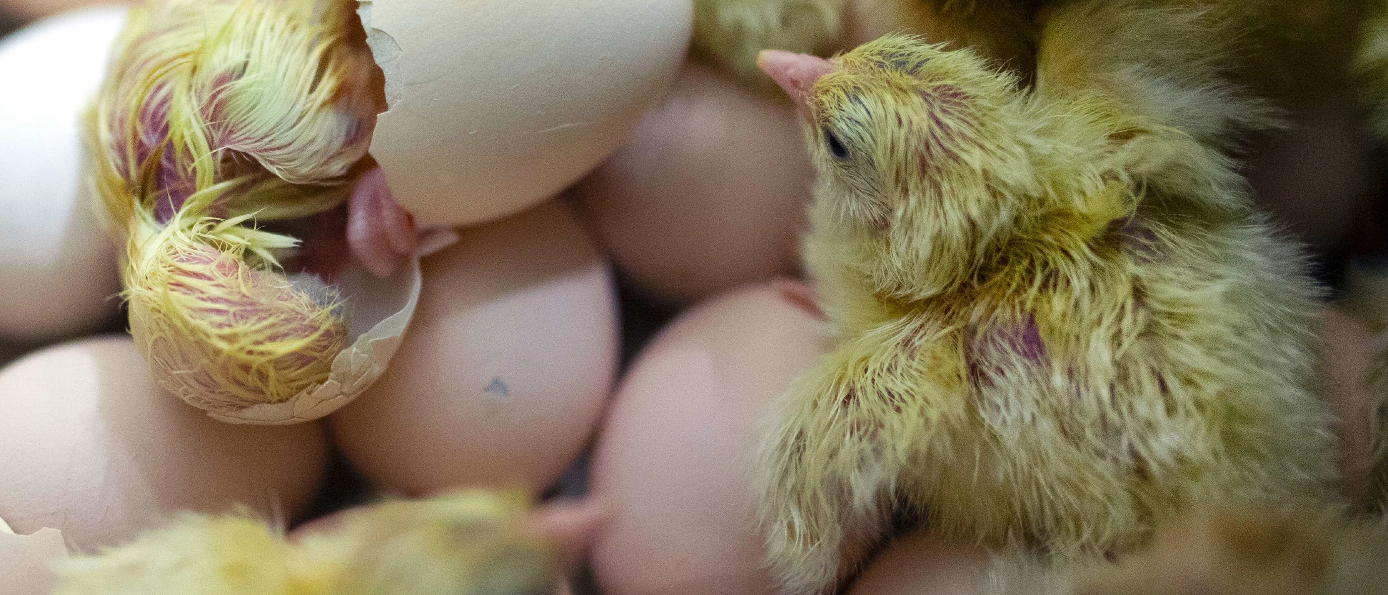Lab seminar: Chicken kick ass