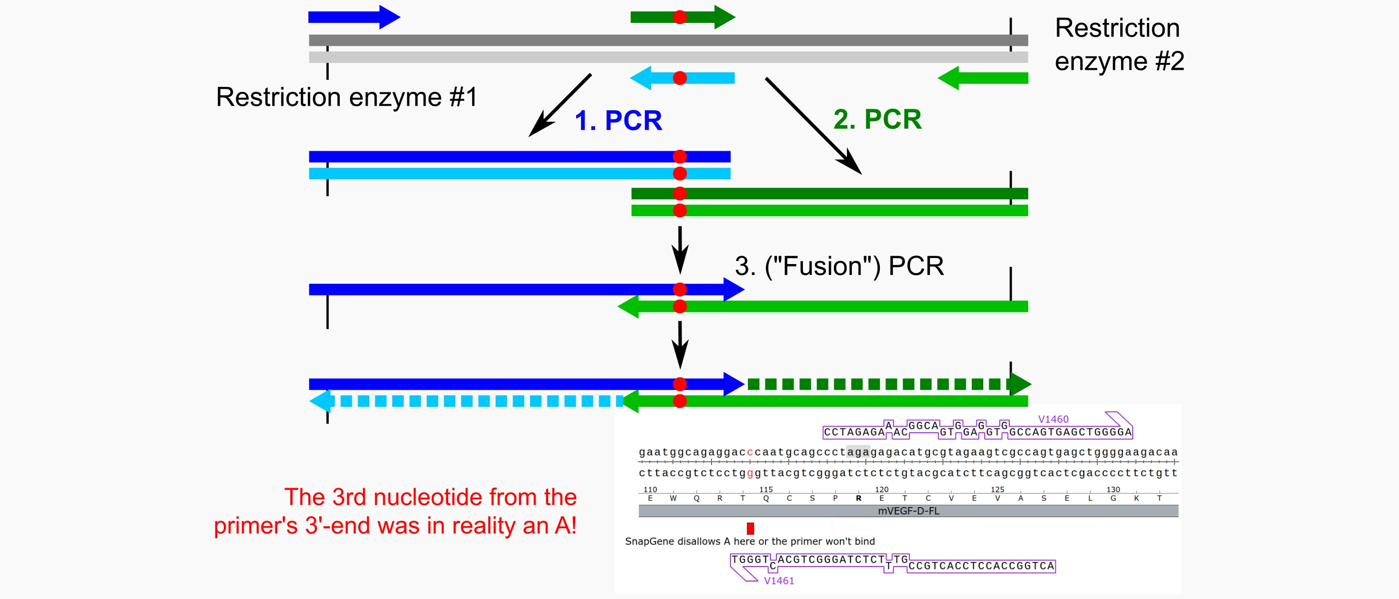 An impossible overlap-extension PCR