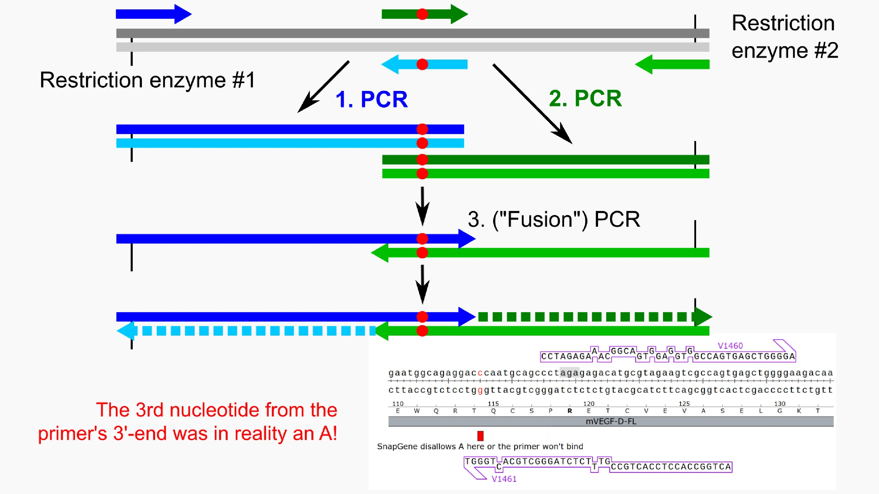An impossible overlap-extension PCR