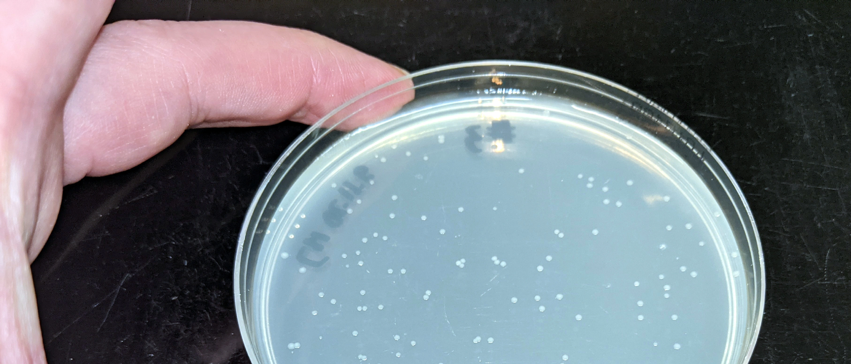 Low-budget PCR-based mutagenesis kit