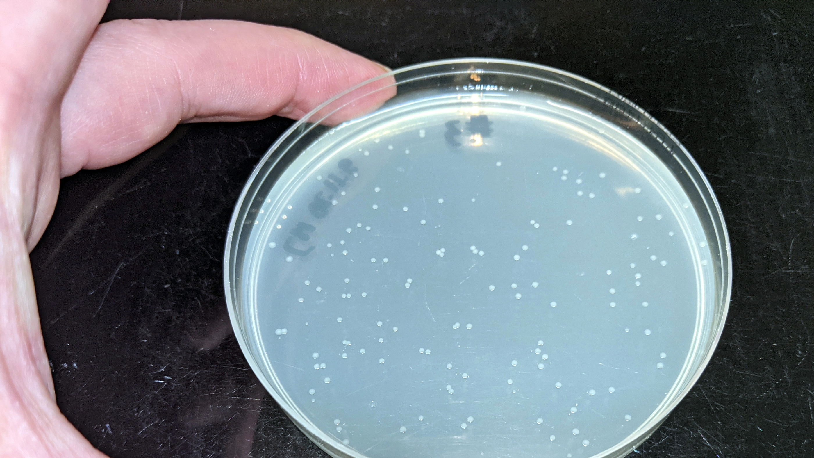 Low-budget PCR-based mutagenesis kit