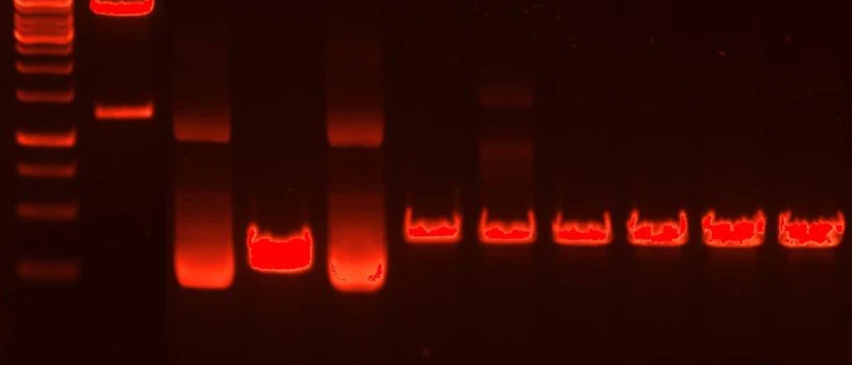 Restriction Enzyme Calculator