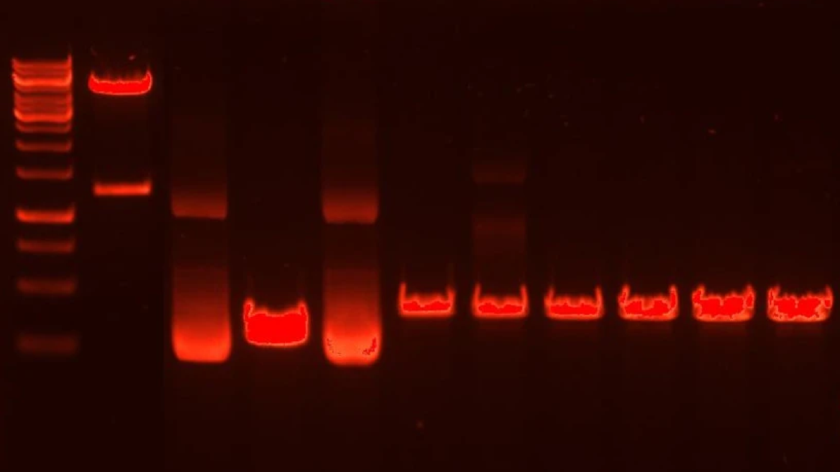 Restriction Enzyme Calculator