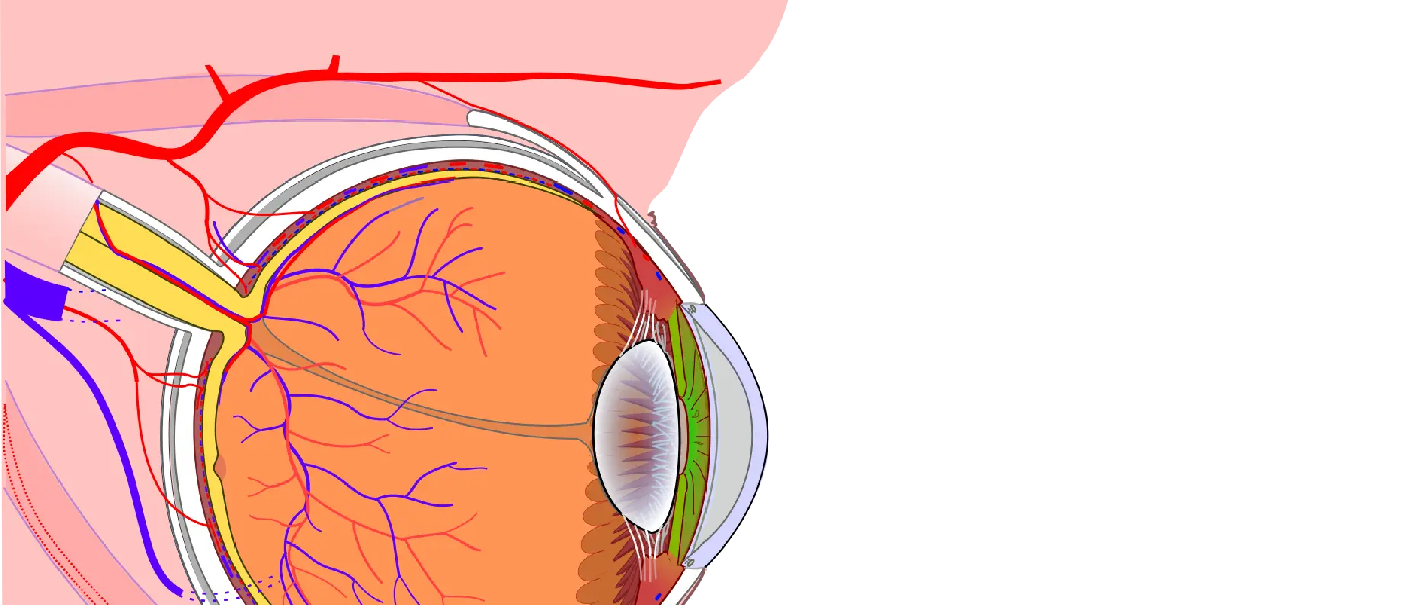 Lymphatics and the eye
