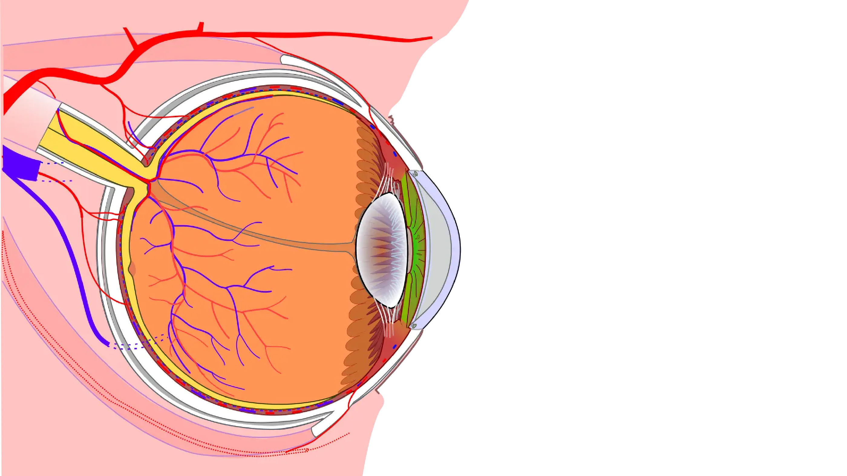 Lymphatics and the eye