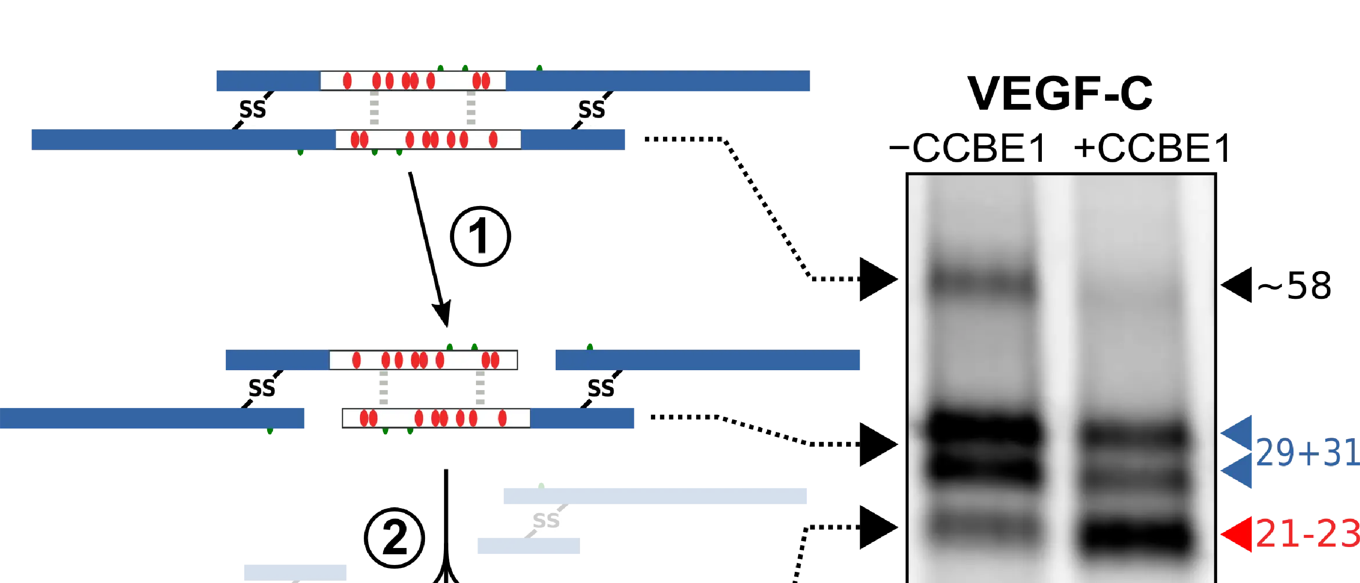 Making the cut: Why VEGF-C != VEGF-C
