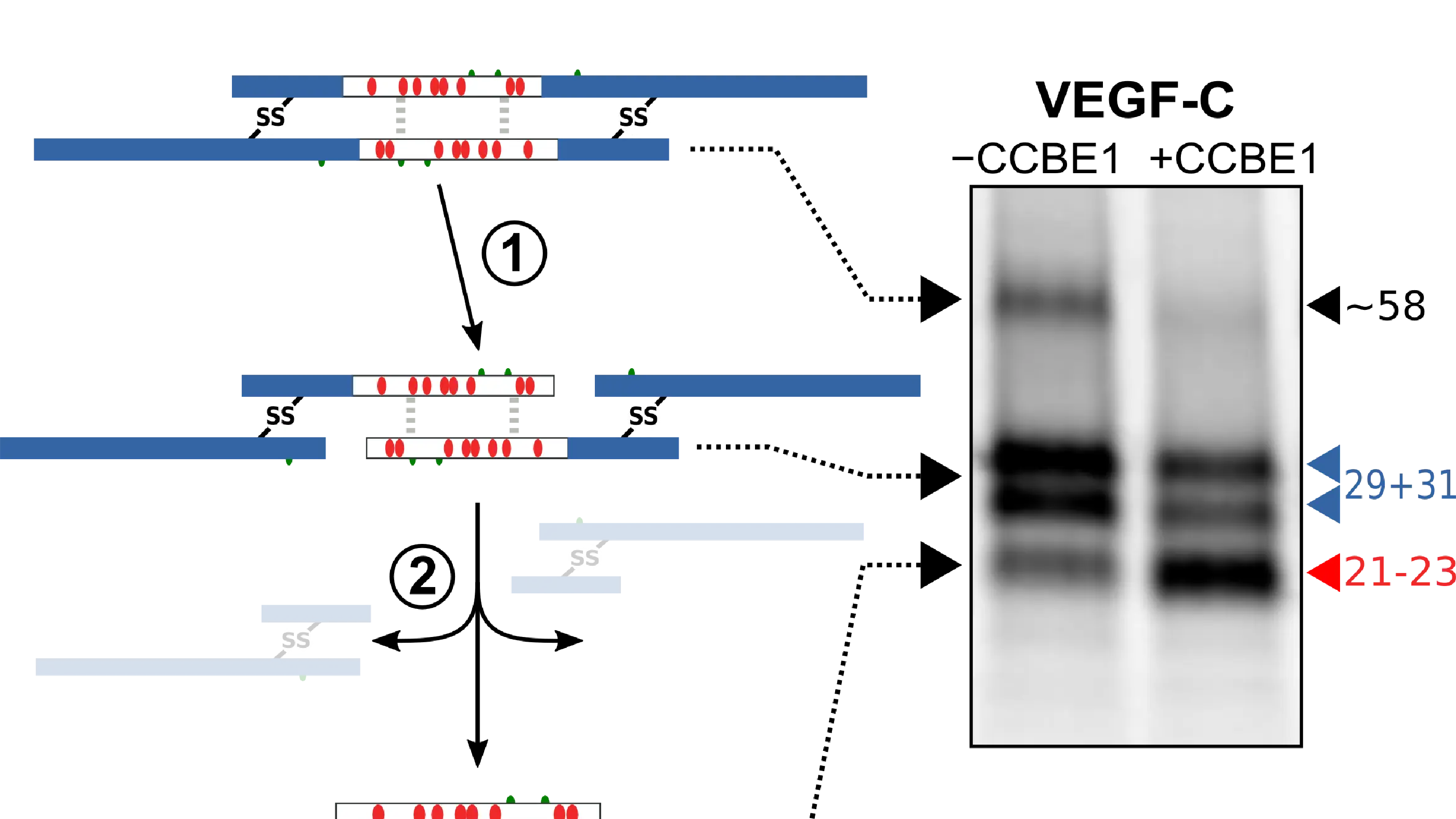 Making the cut: Why VEGF-C != VEGF-C