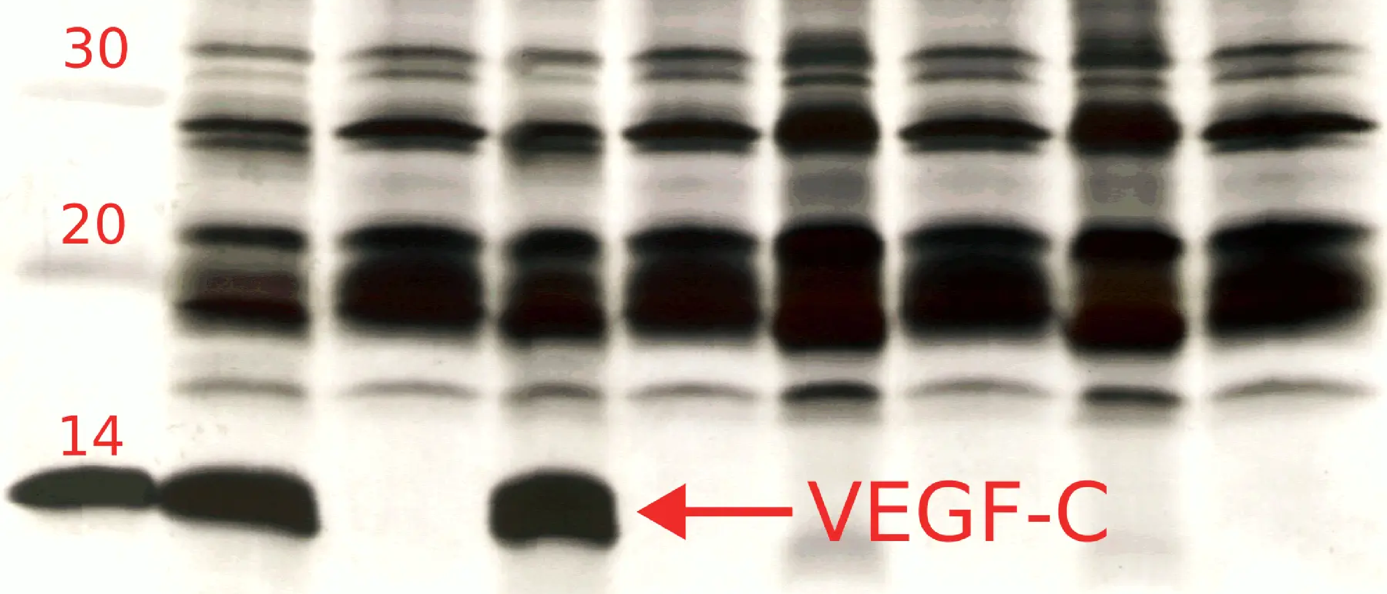 Bioactive VEGF-C from E. coli without in-vitro folding!