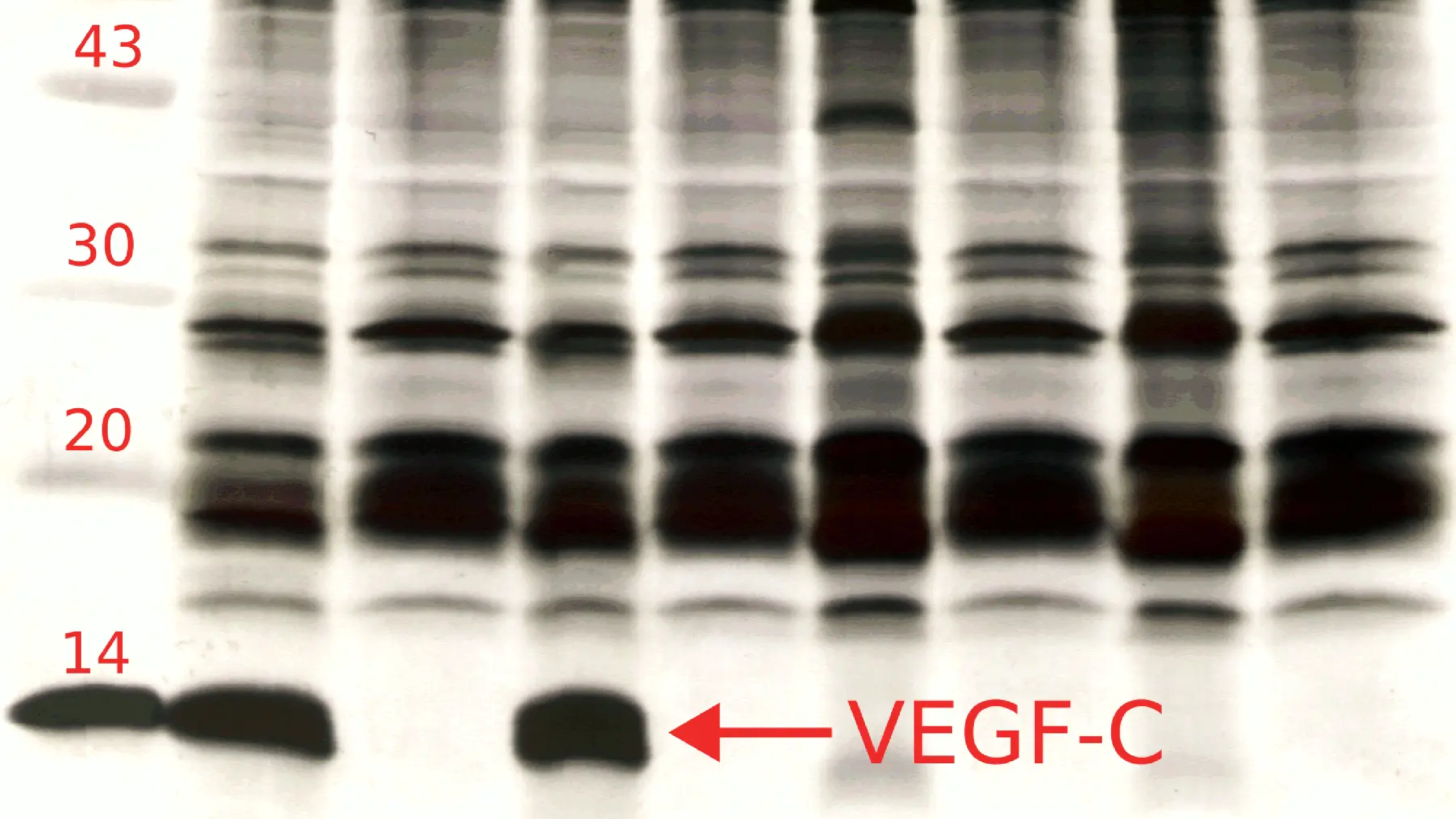 Bioactive VEGF-C from E. coli without in-vitro folding!