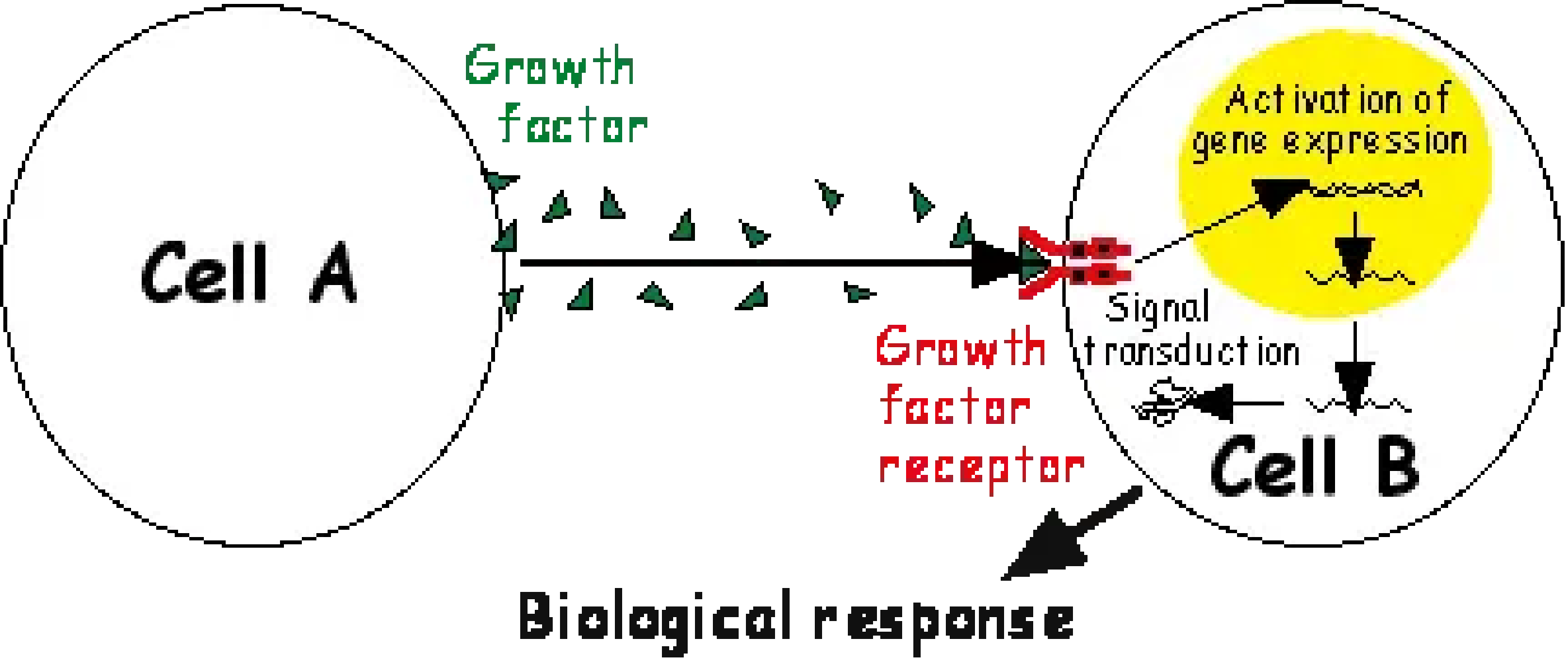Growth factor regulation of lymphangiogenesis