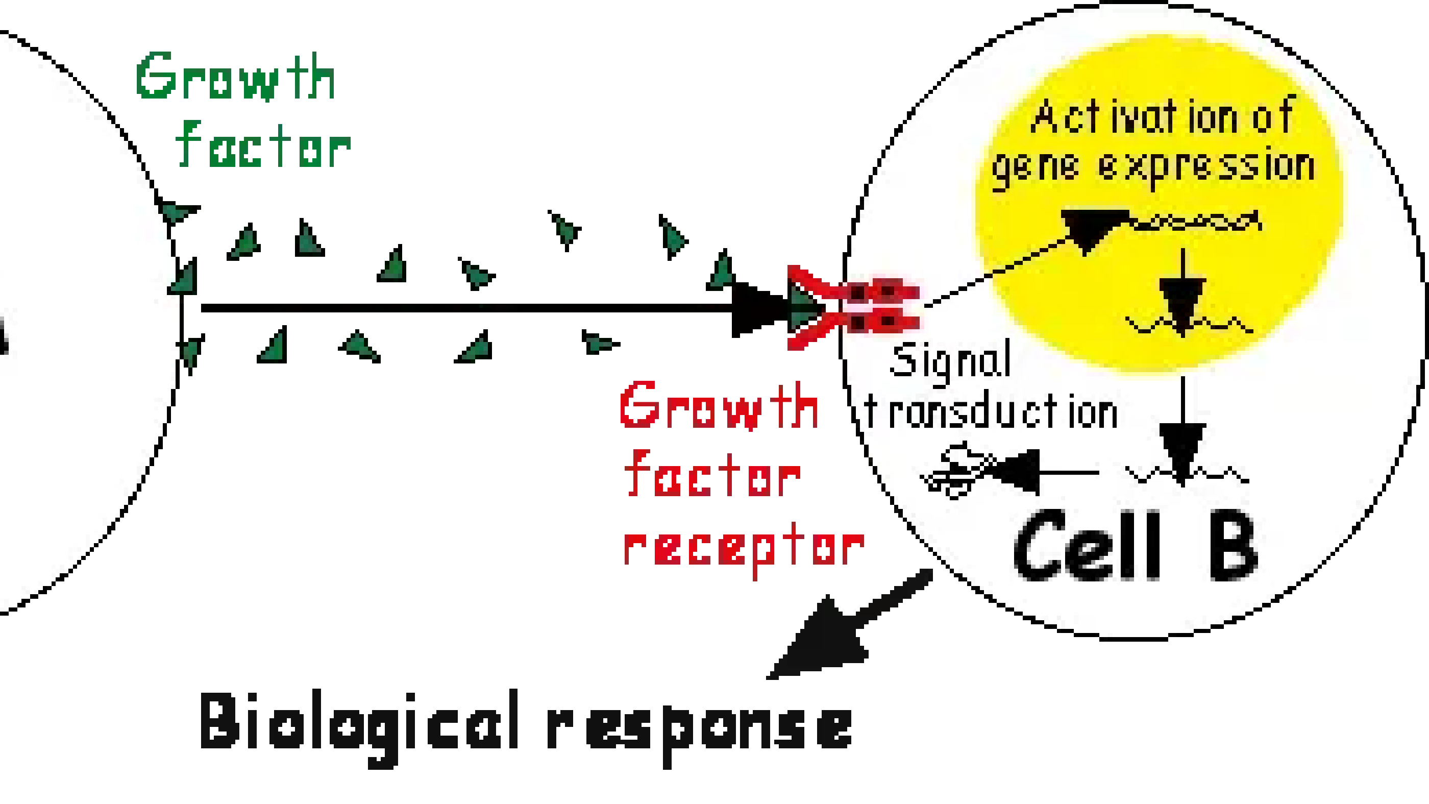 Growth factor regulation of lymphangiogenesis