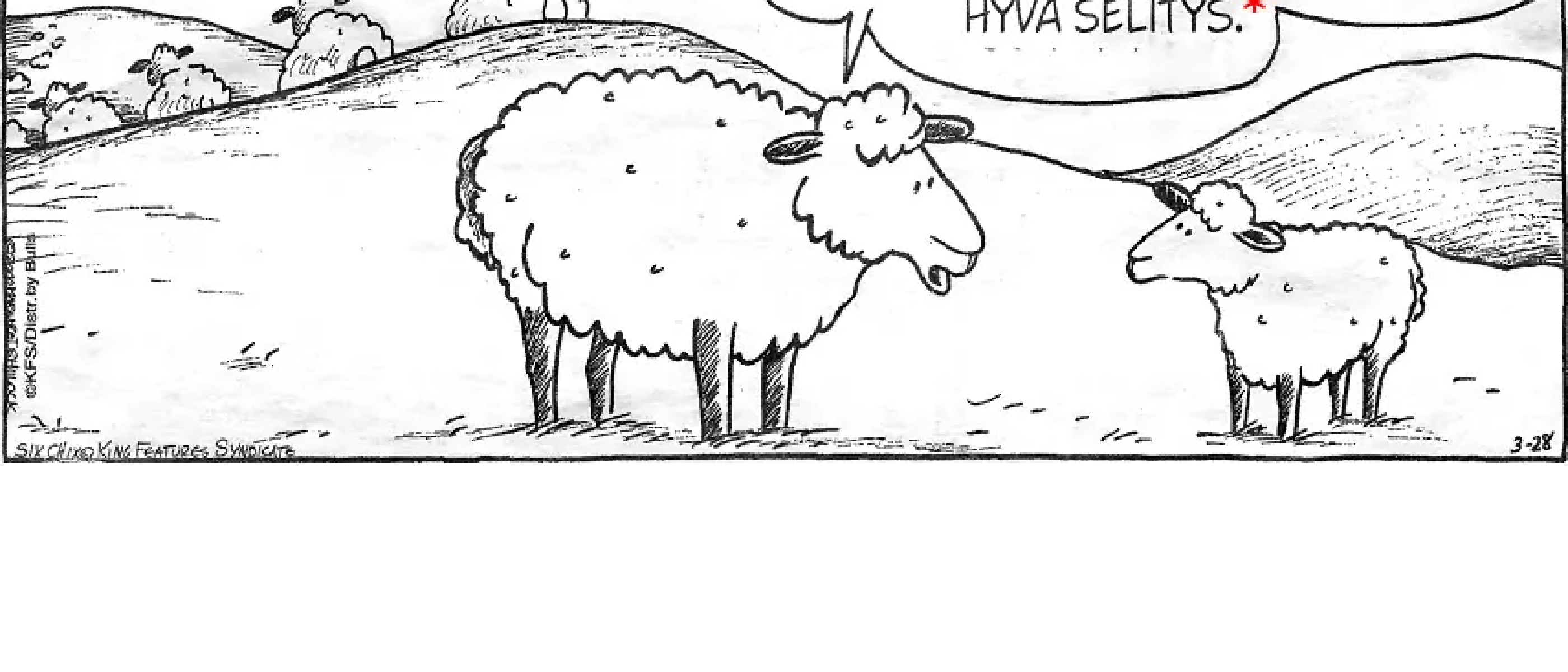 Sheep
