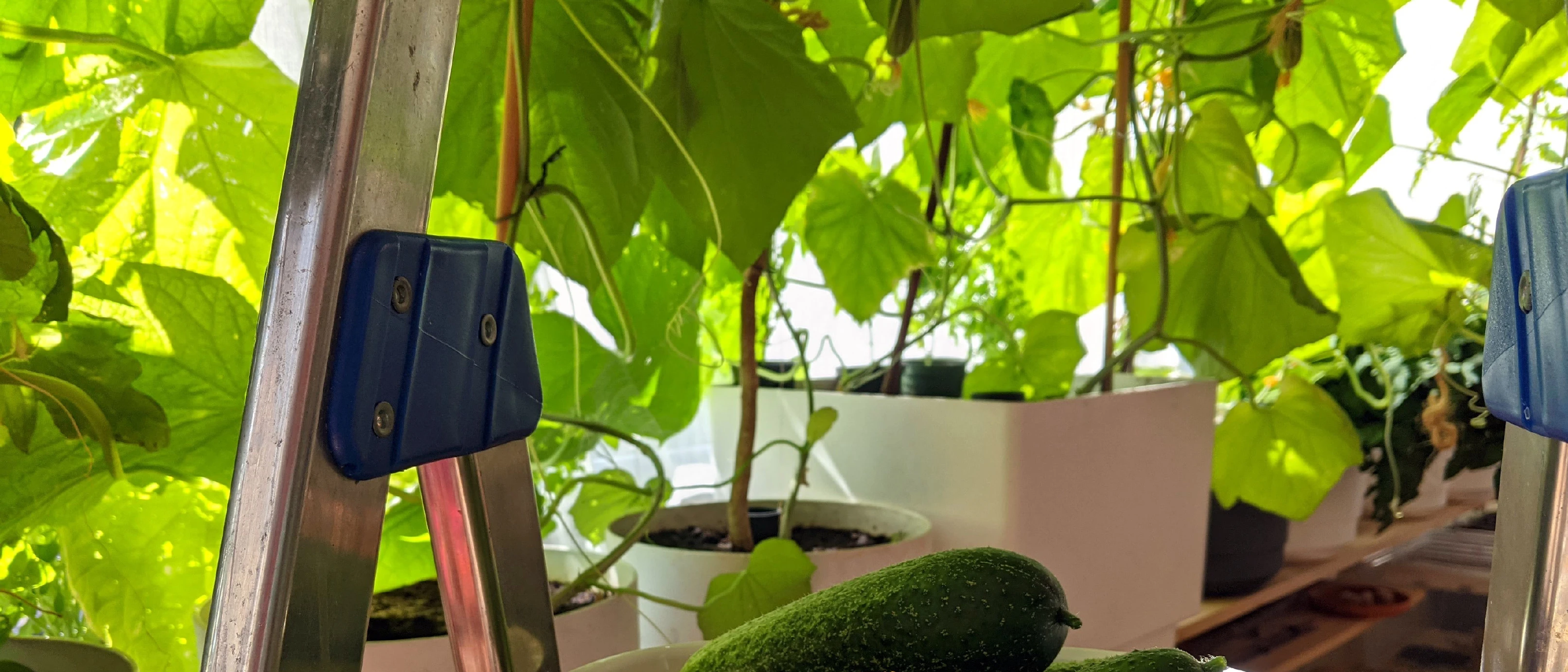 50 cucumbers and counting