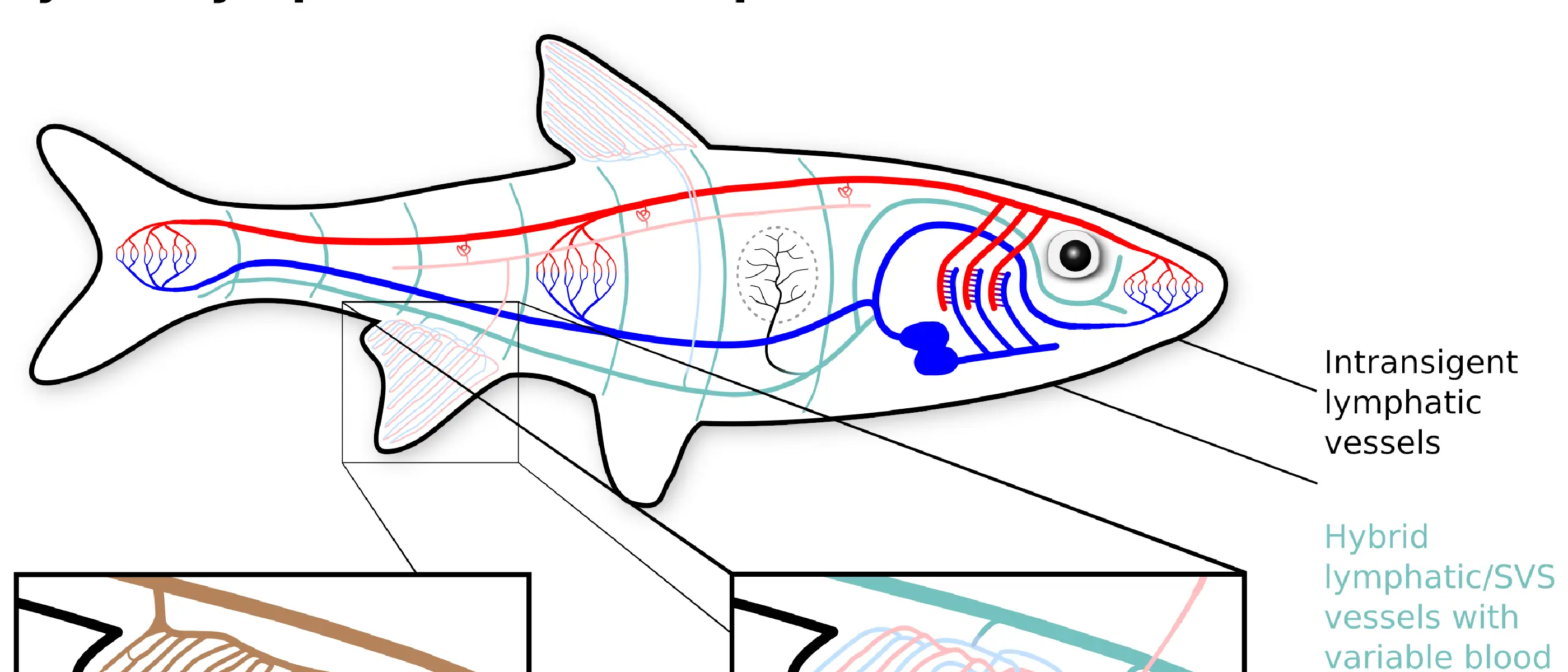 Do fish have lymphatics?
