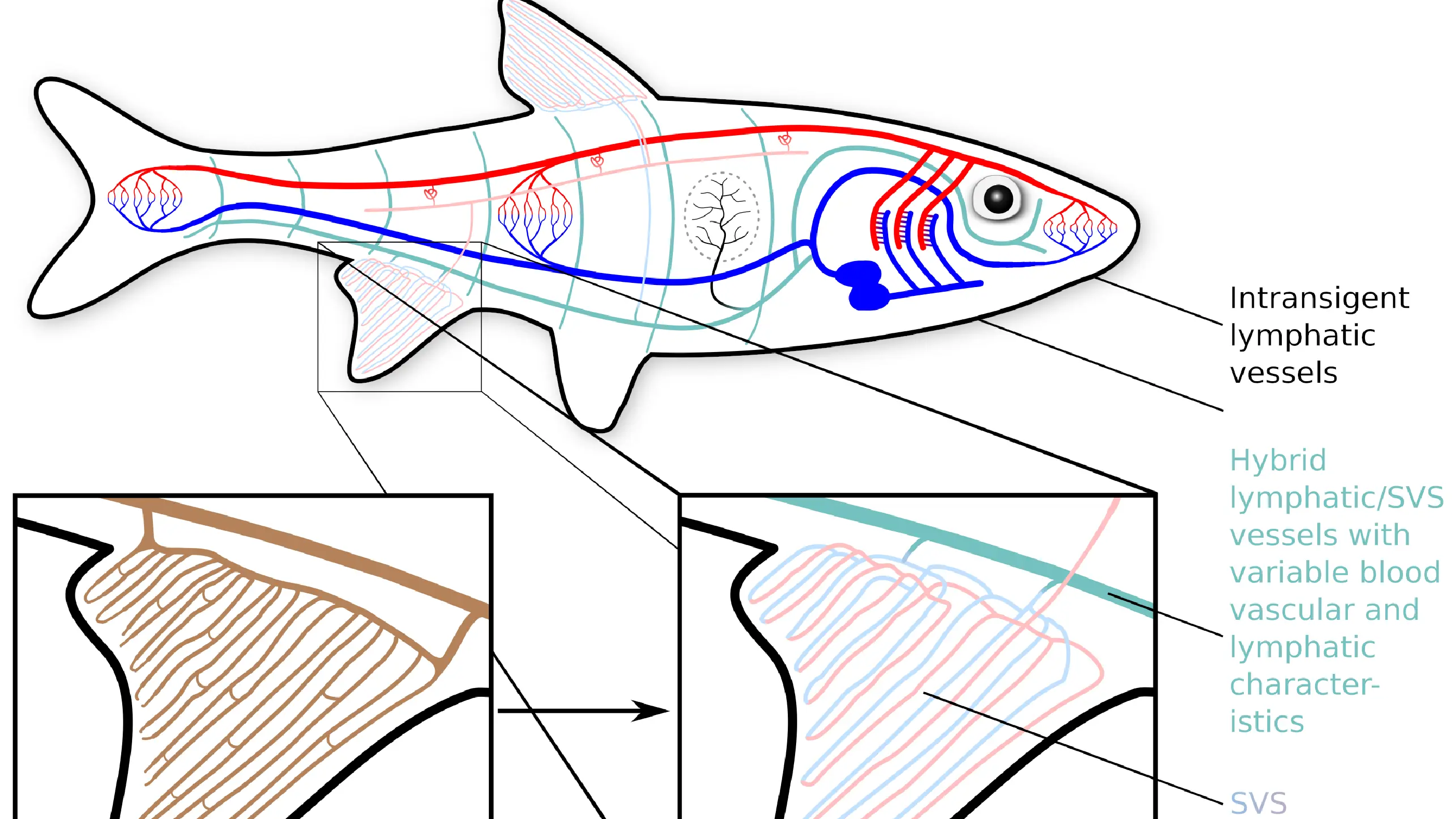 Do fish have lymphatics?