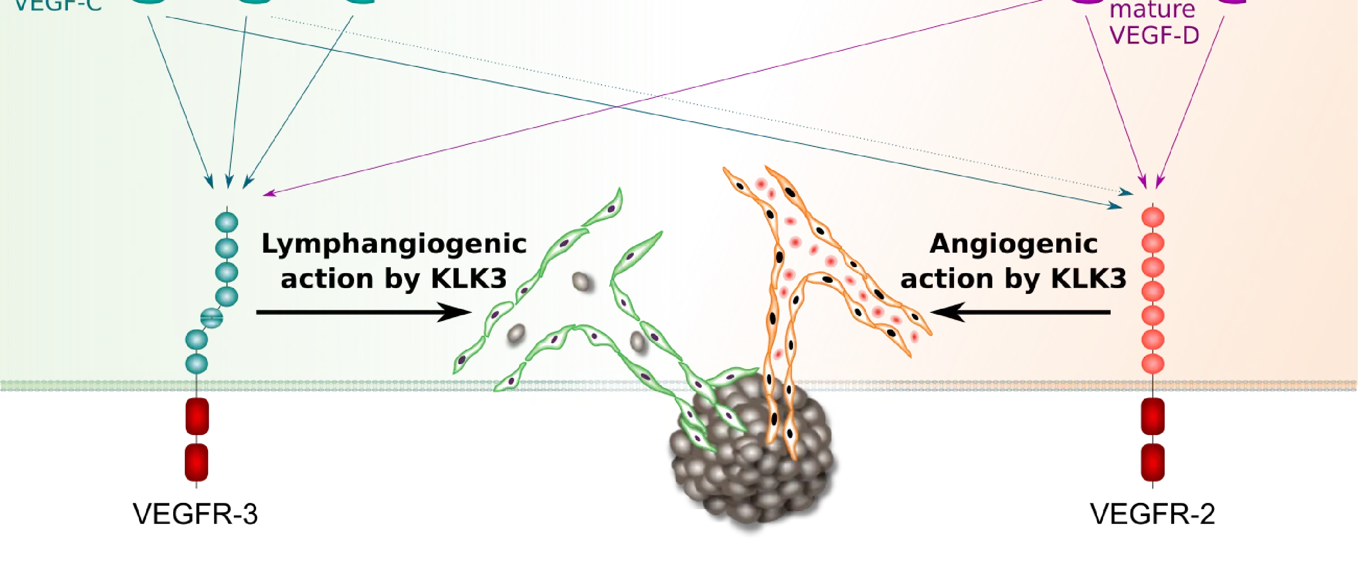 KLK3: tumorigenic or not?