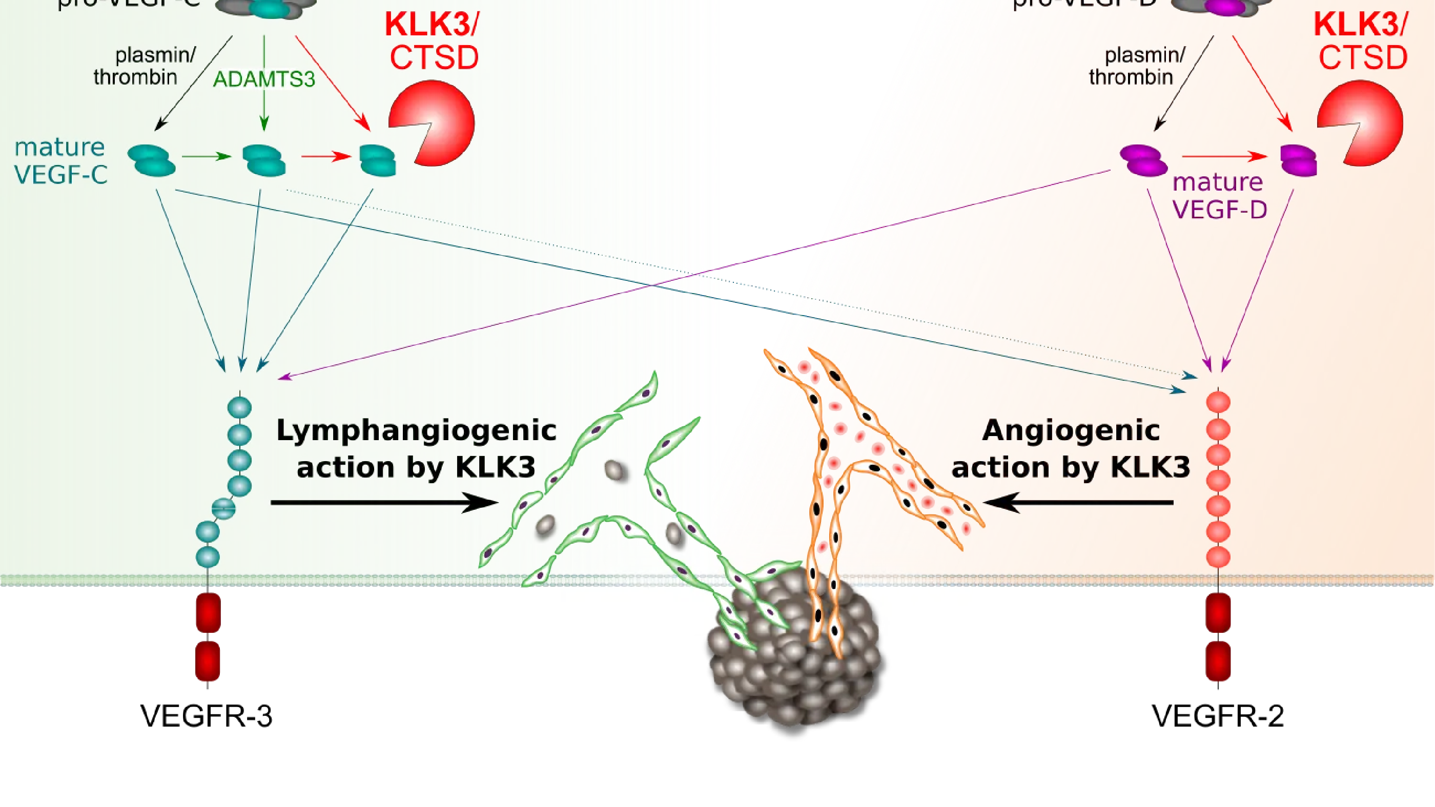 KLK3: tumorigenic or not?