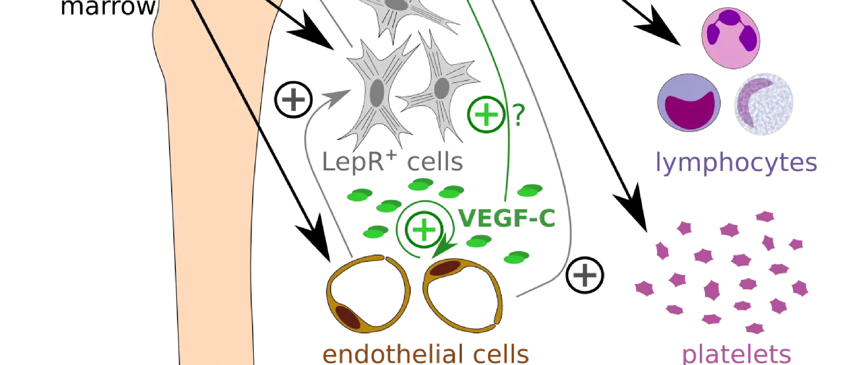 VEGF-C protects blood cell production