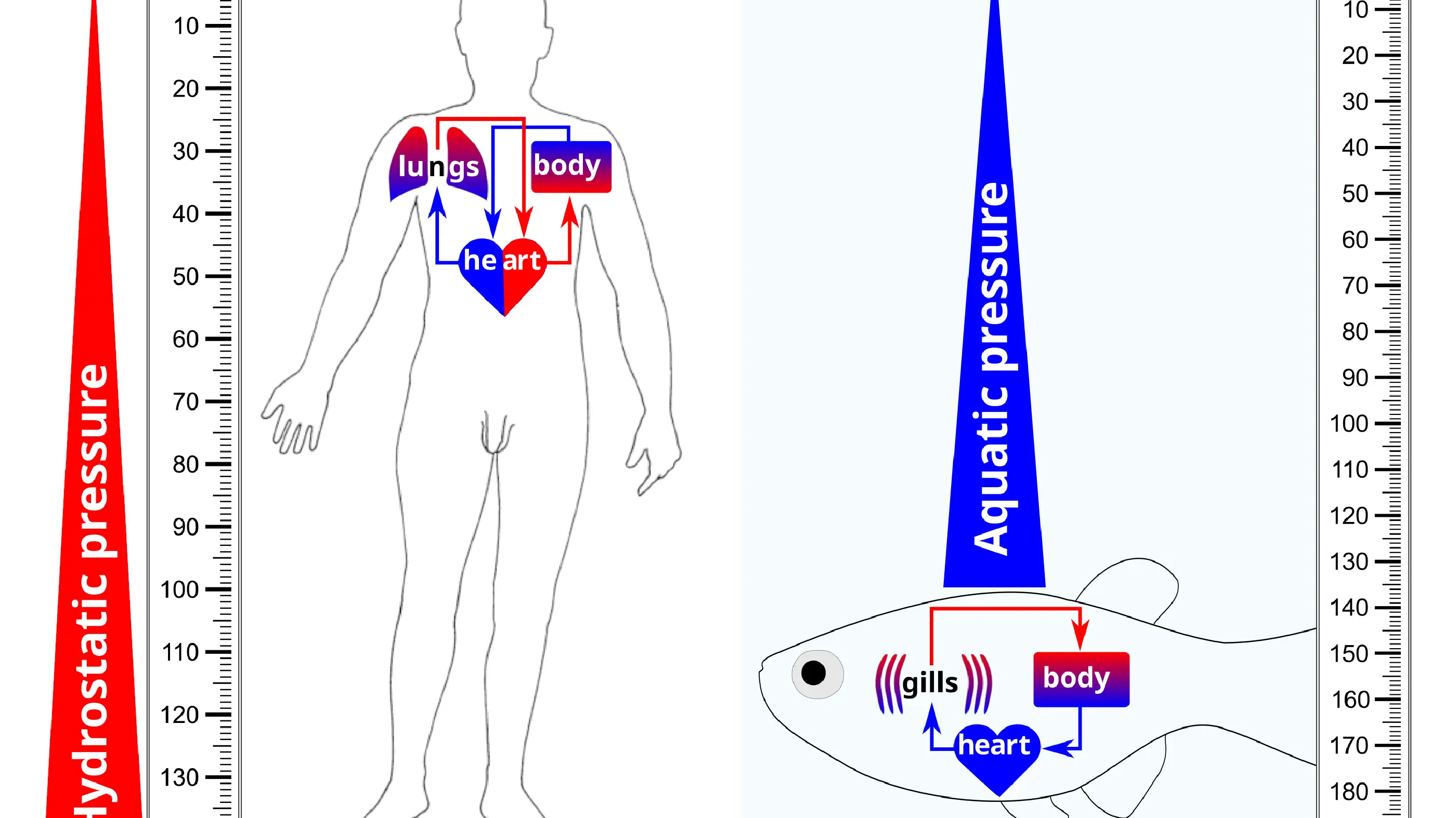 Do fish have difficulty breathing?