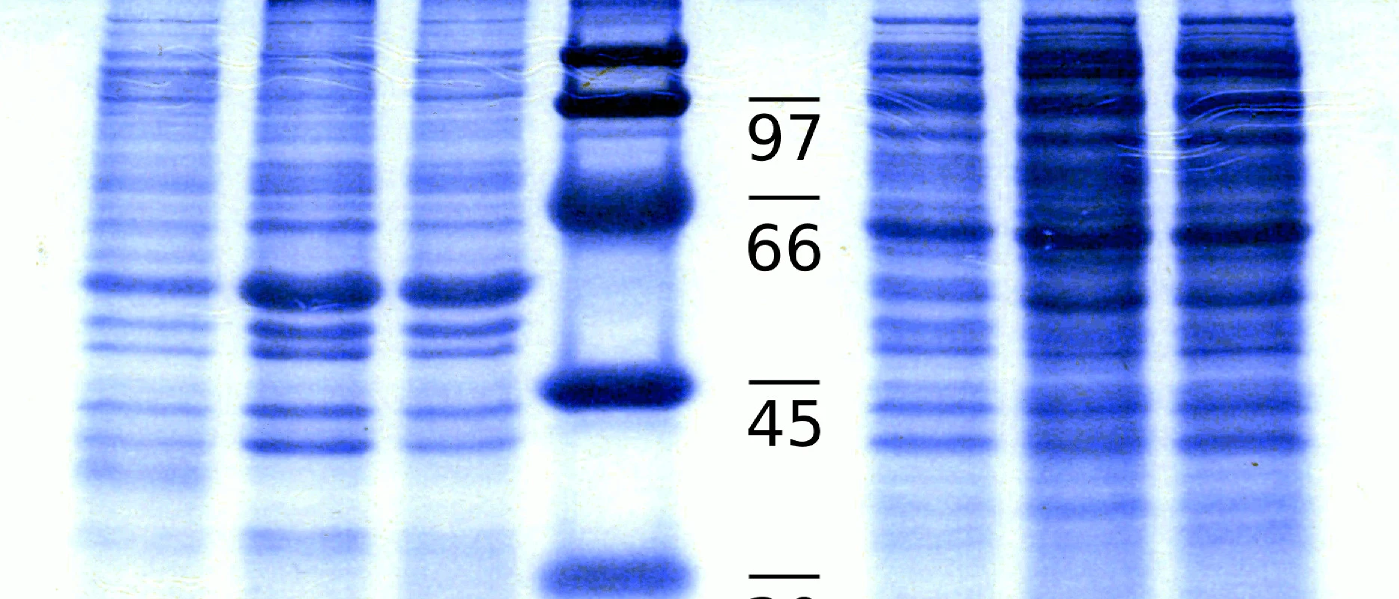 "Bioactive VEGF-C from E. coli cytoplasm" preprint online