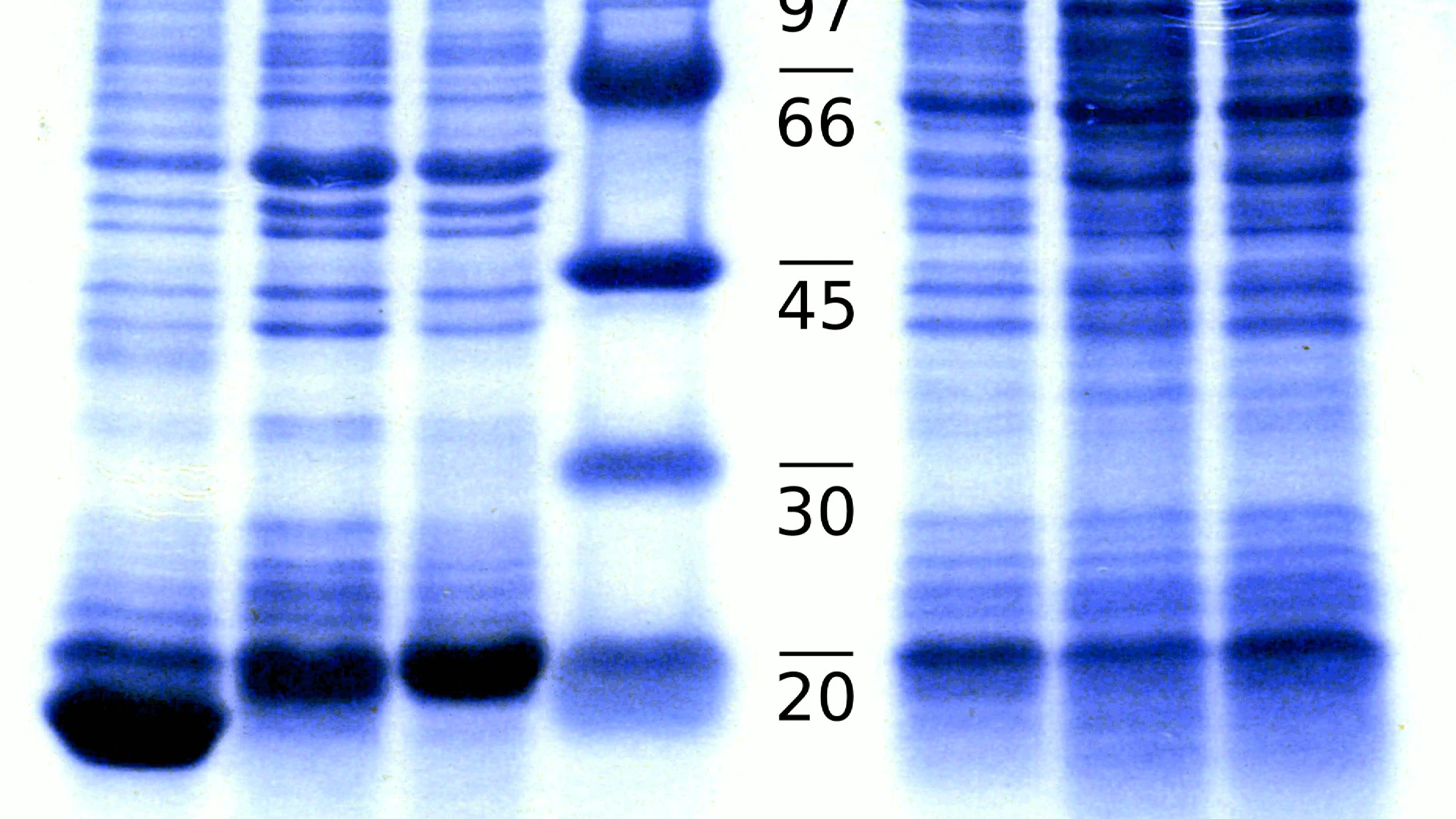"Bioactive VEGF-C from E. coli cytoplasm" preprint online