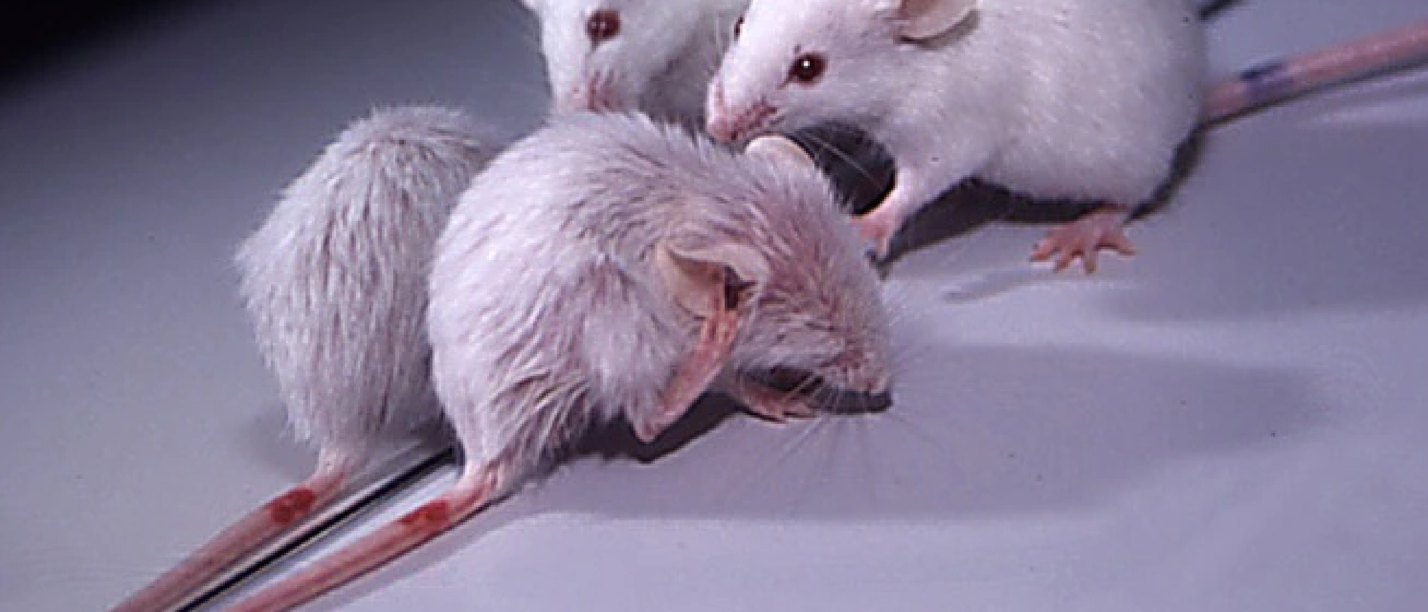 Angiogenesis landmark publications