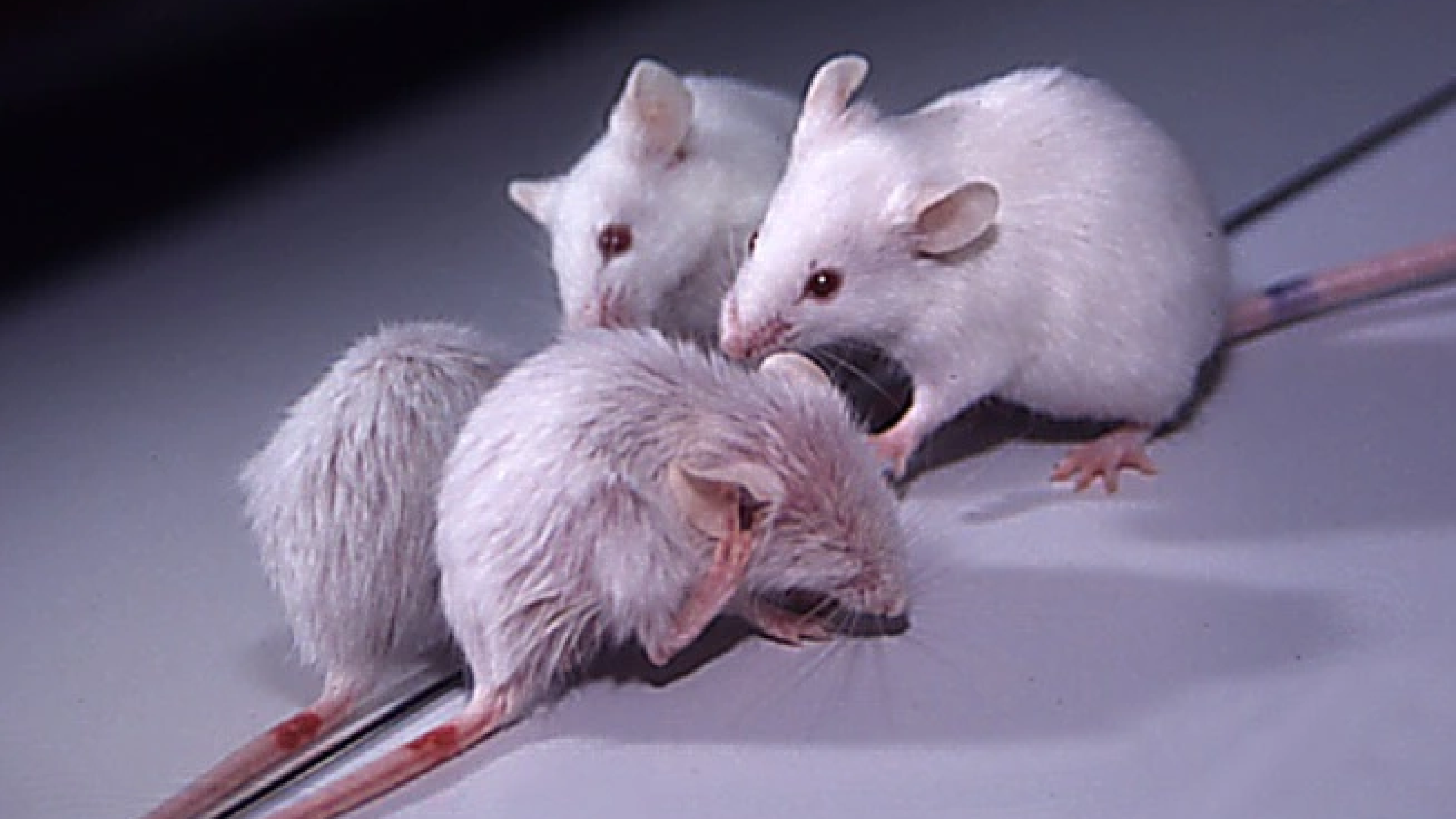 Angiogenesis landmark publications