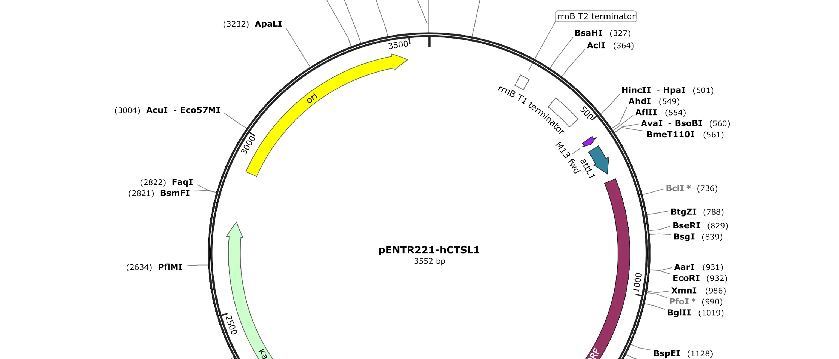 Assembly of an OCAA collection Entry vector (pENTR221)