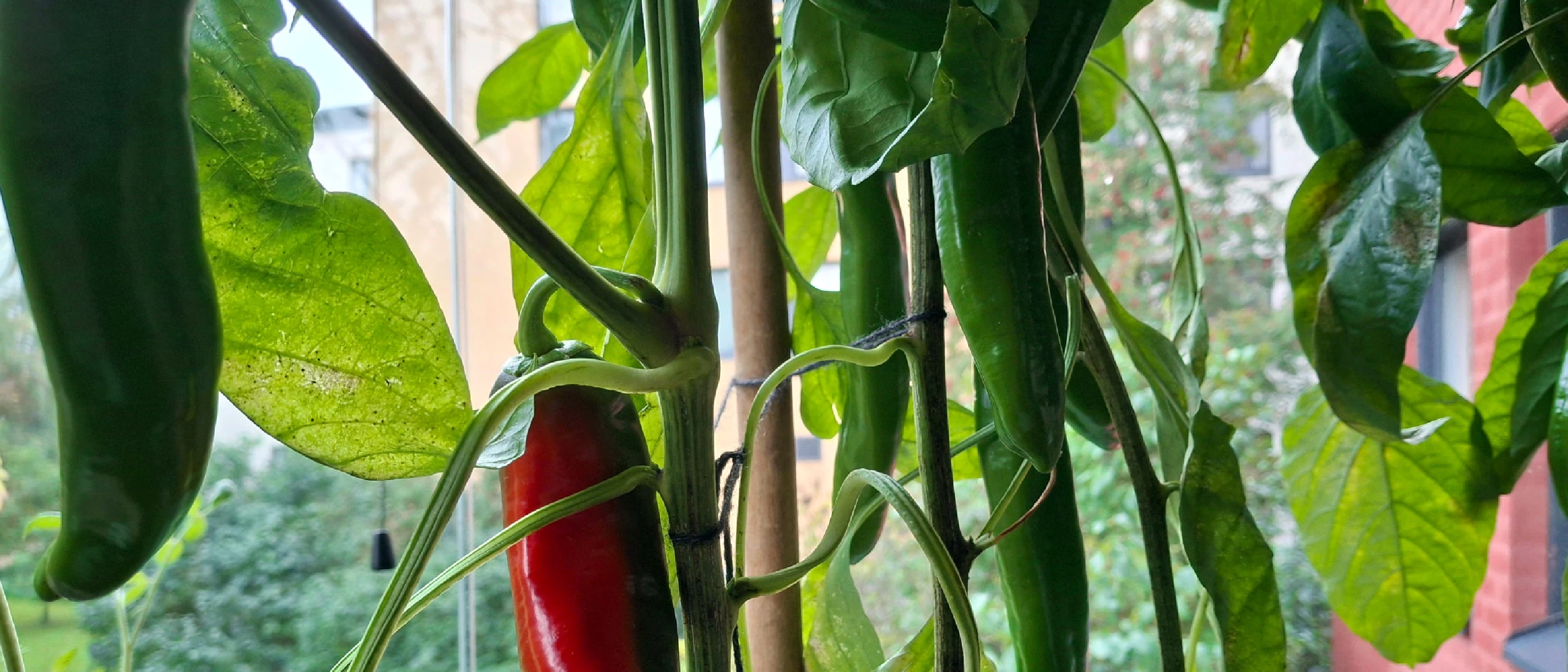 Paprika harvest is starting soon