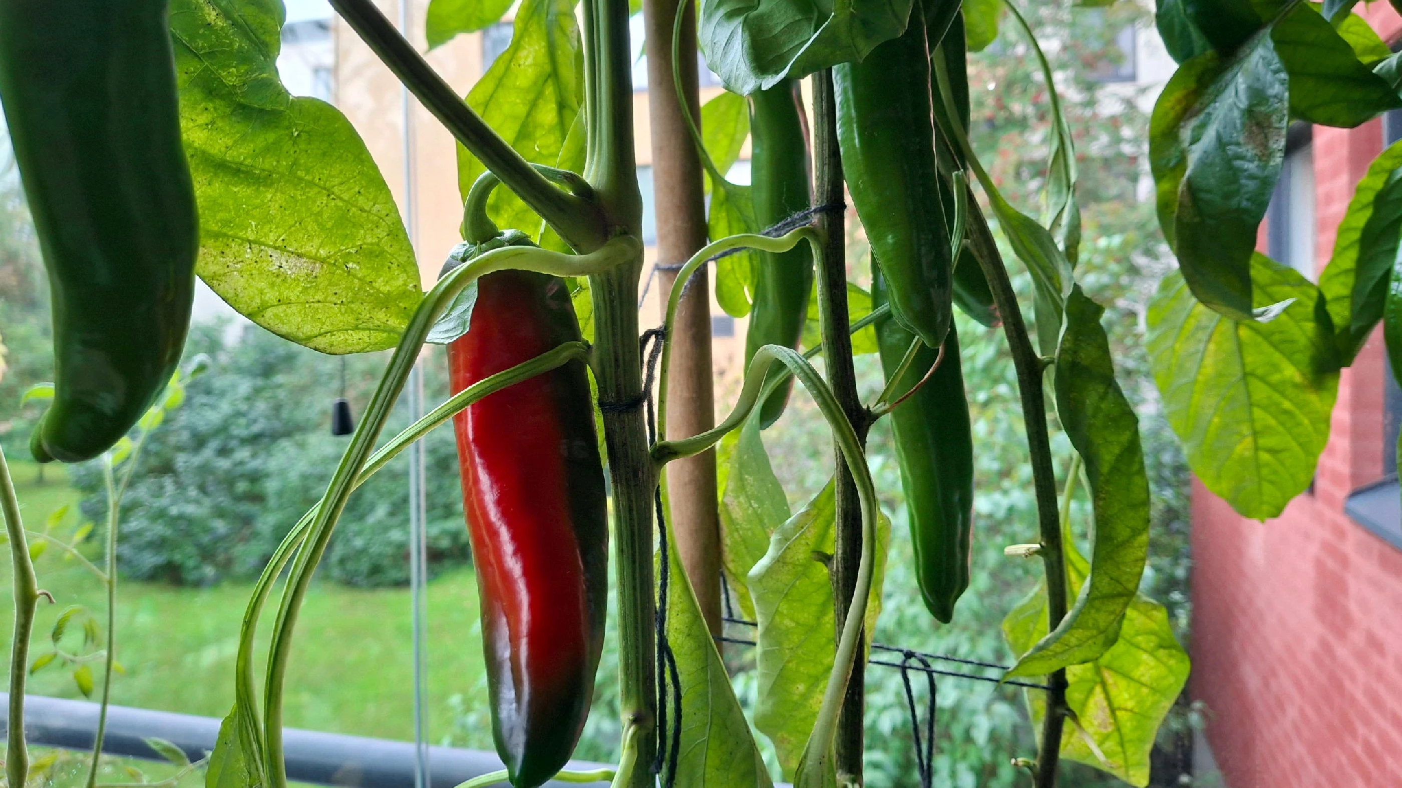 Paprika harvest is starting soon