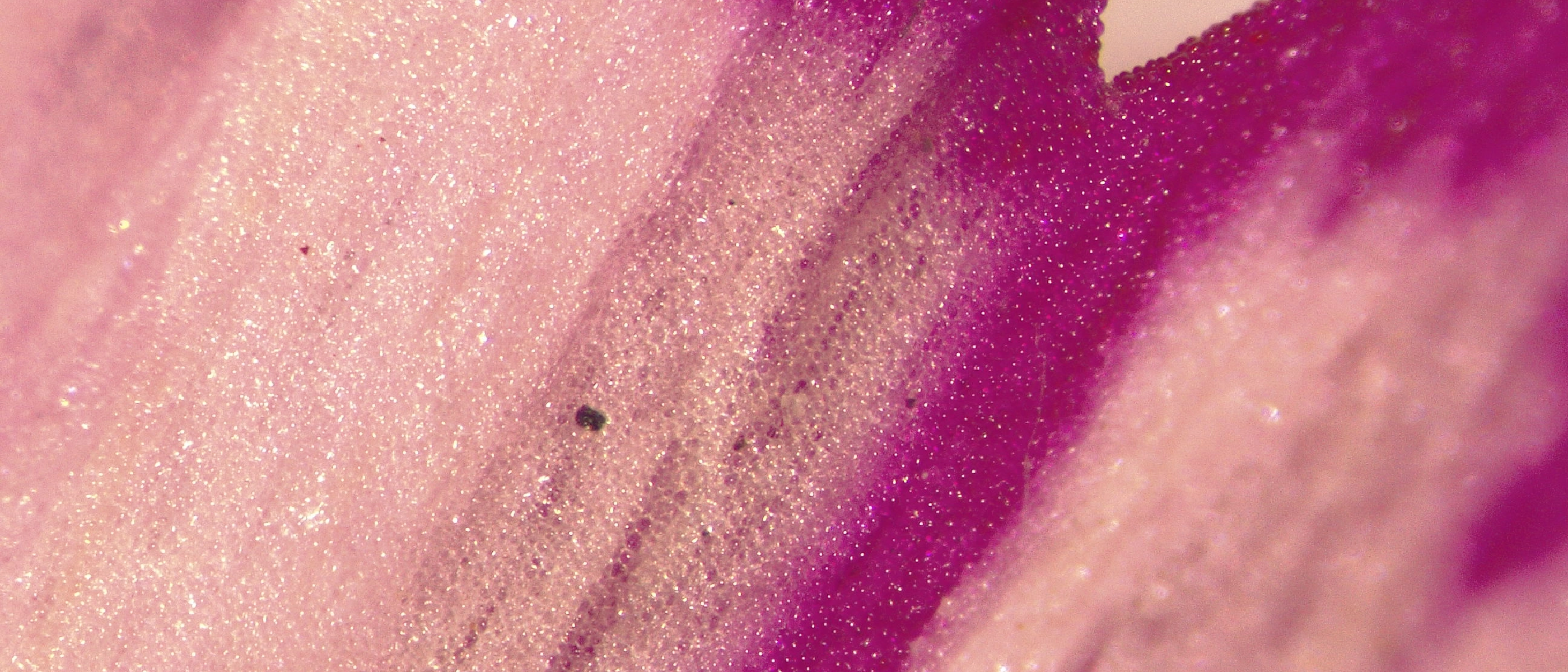 Small Worlds, Big Discoveries: Researchers' Night Microscopy Workshop