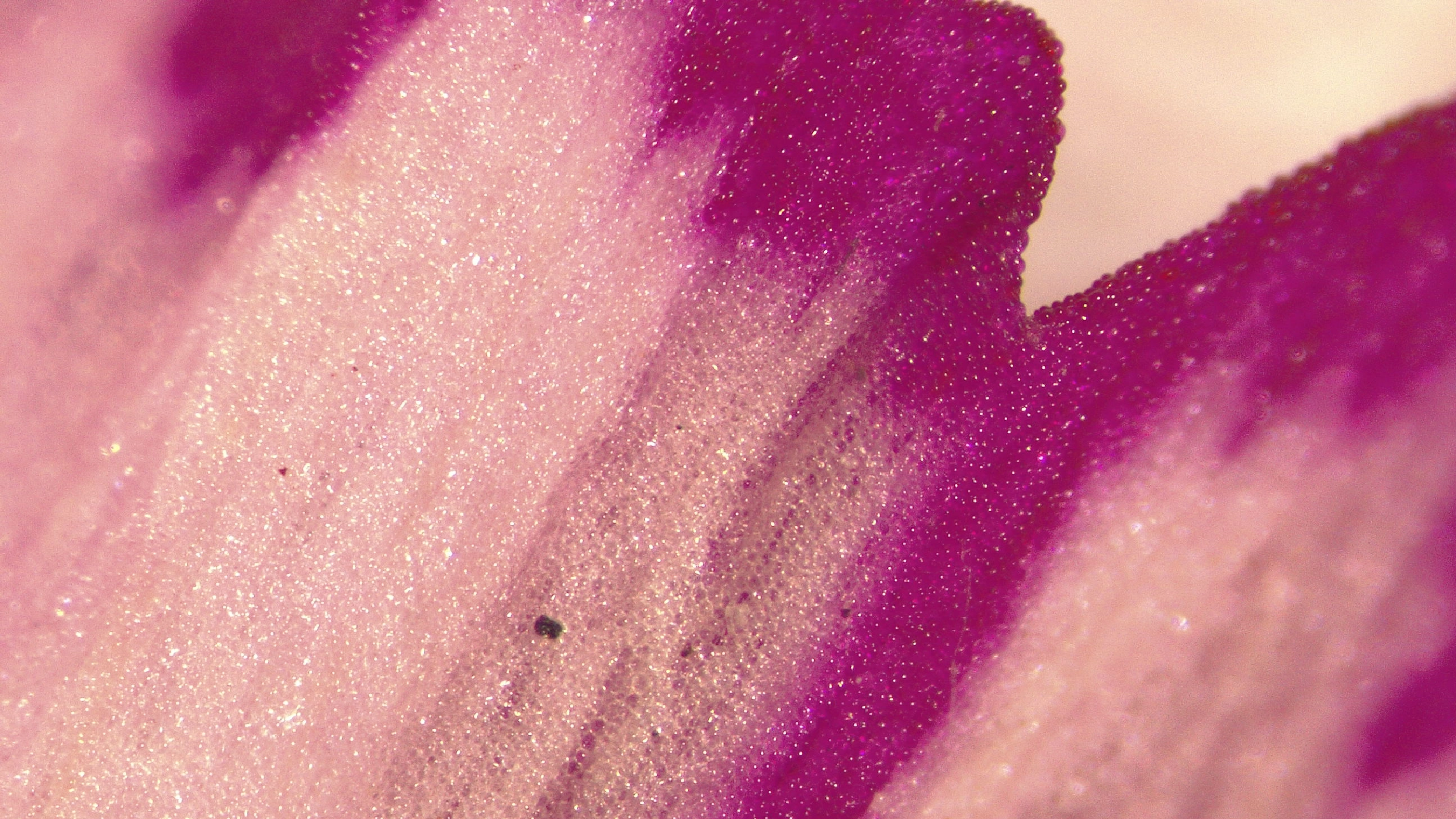Small Worlds, Big Discoveries: Researchers' Night Microscopy Workshop
