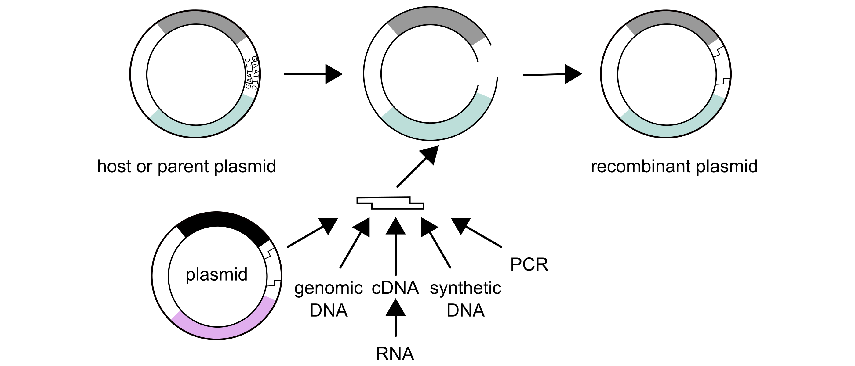Practical Molecular Biology and Genetic Engineering