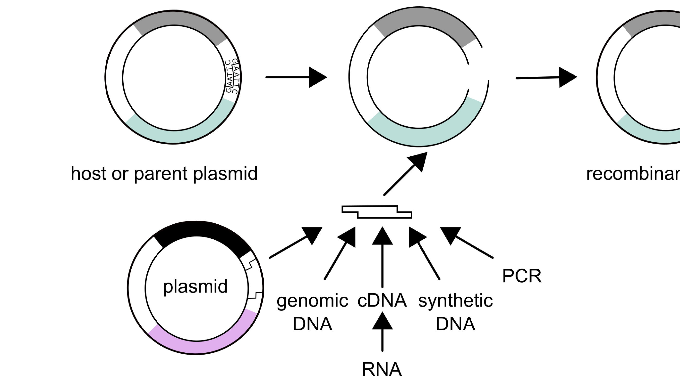 Practical Molecular Biology and Genetic Engineering