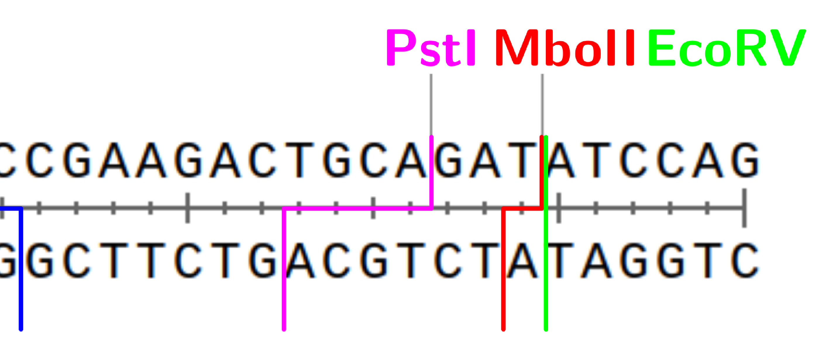 Shortcoming of silent mutagenesis tools (EMBOSS, GCK): WatCut as a solution